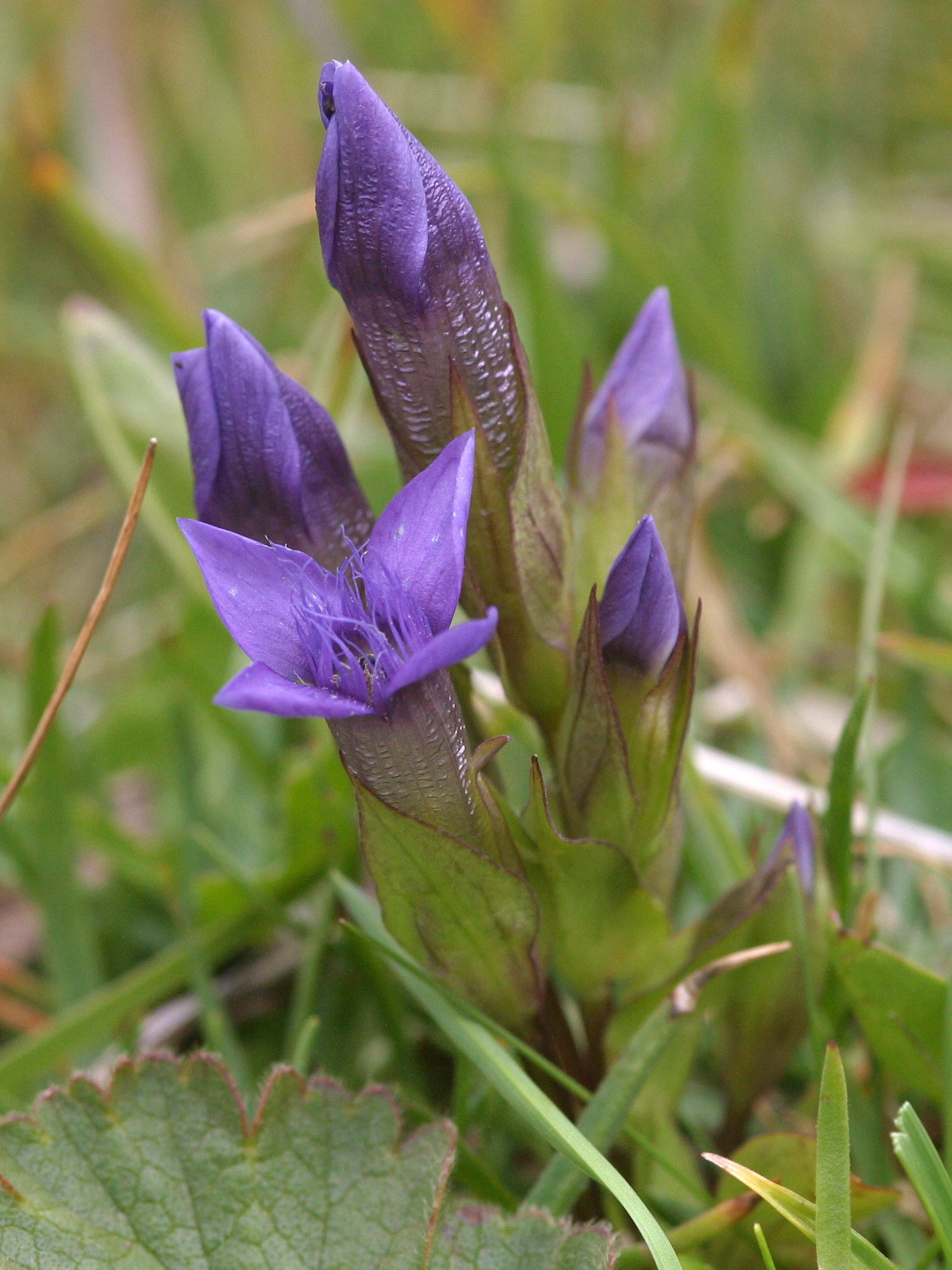 Afficher le média gentianella_campestris2amd gentianella_campestris2amd