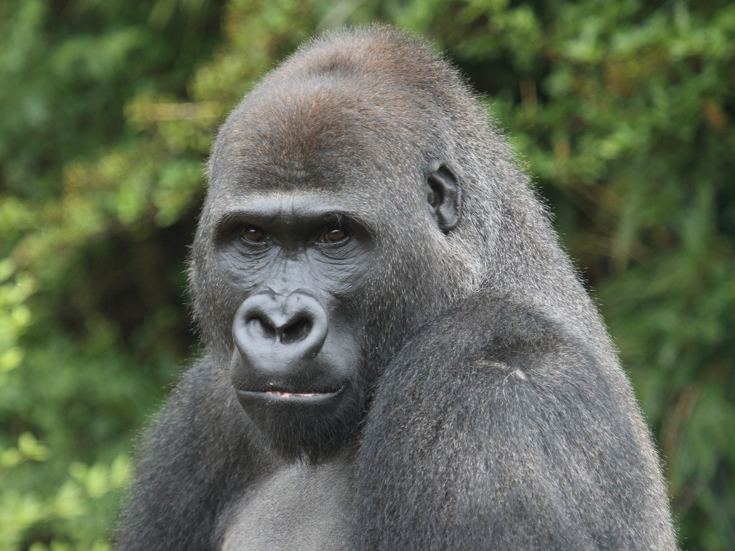 gorilla_gorilla_gorilla2bd