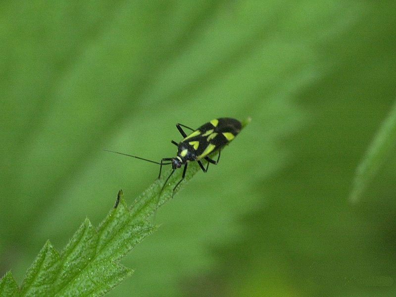 grypocoris_sexguttatus1md