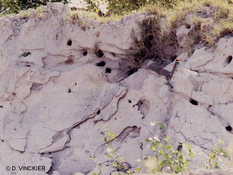 guepier_d-europe_-_merops_apiaster2dv