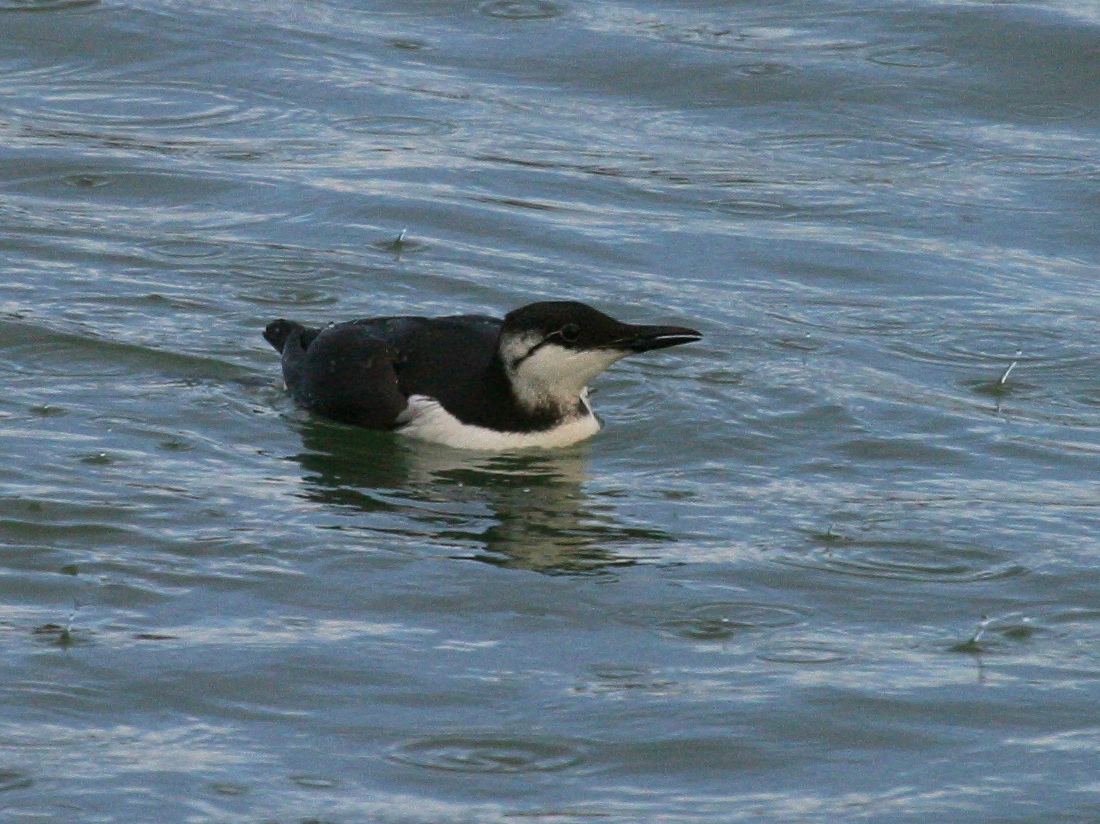 guillemot_de_troil_-_uria_aalge1bbd