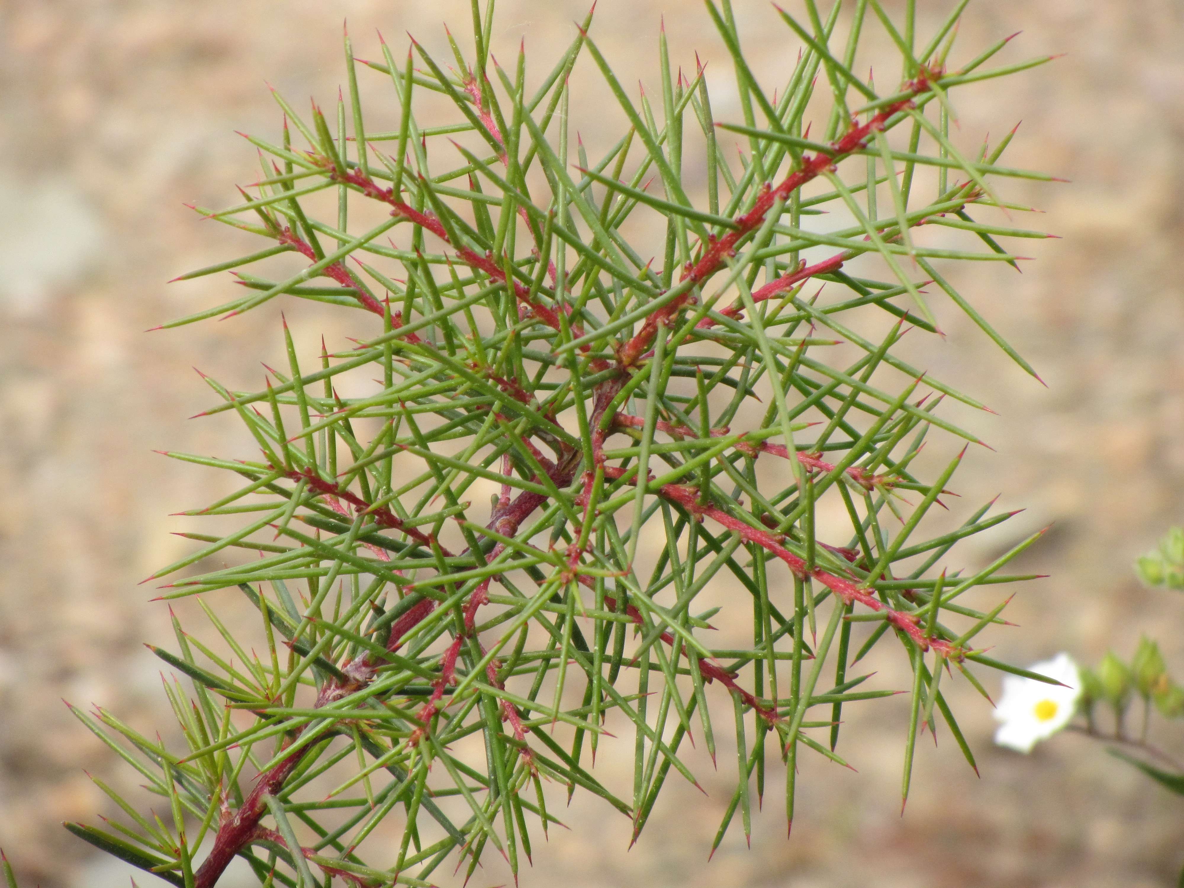 hakea_sericea2mv