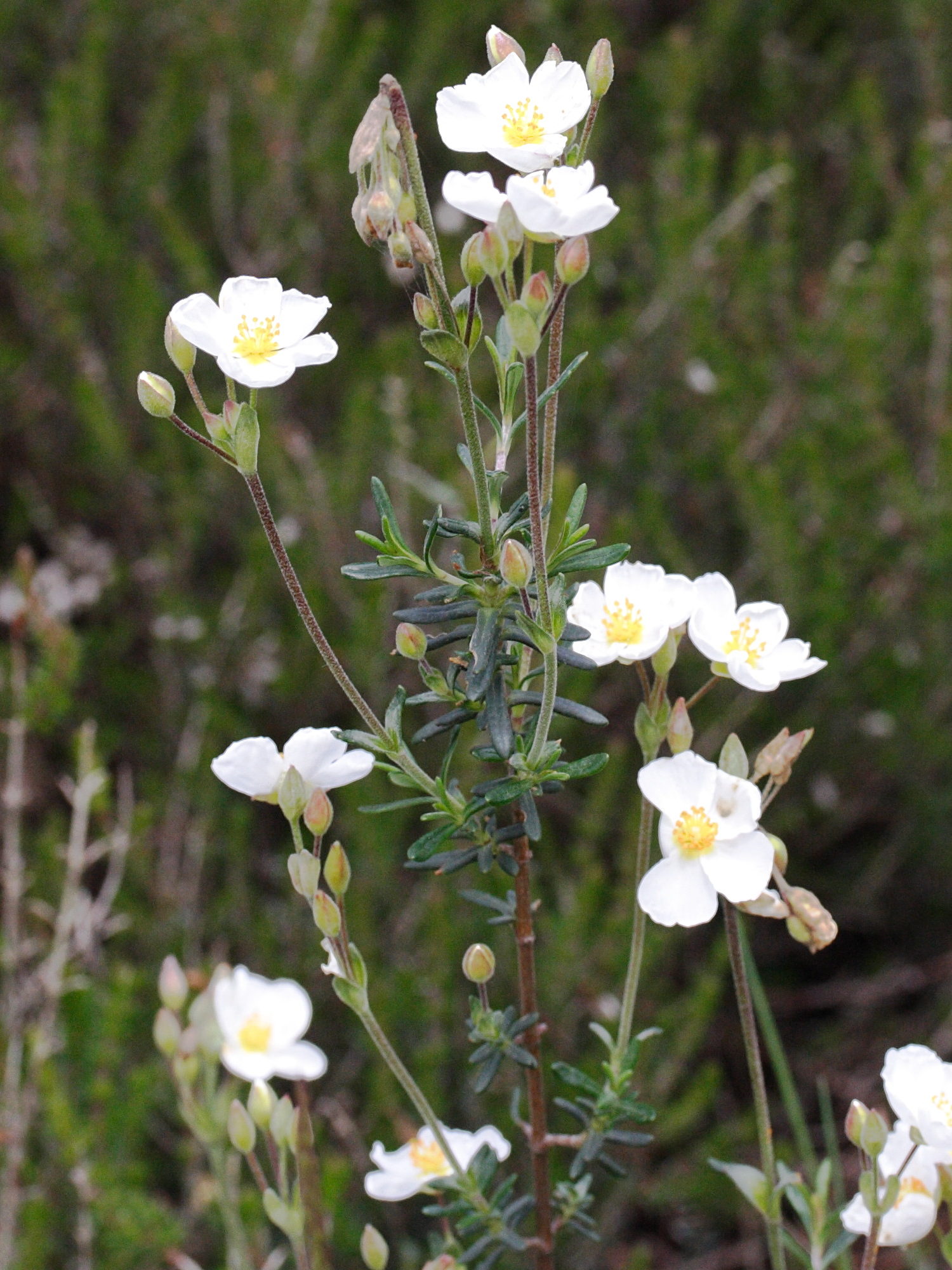 helianthemum_umbellatum4md