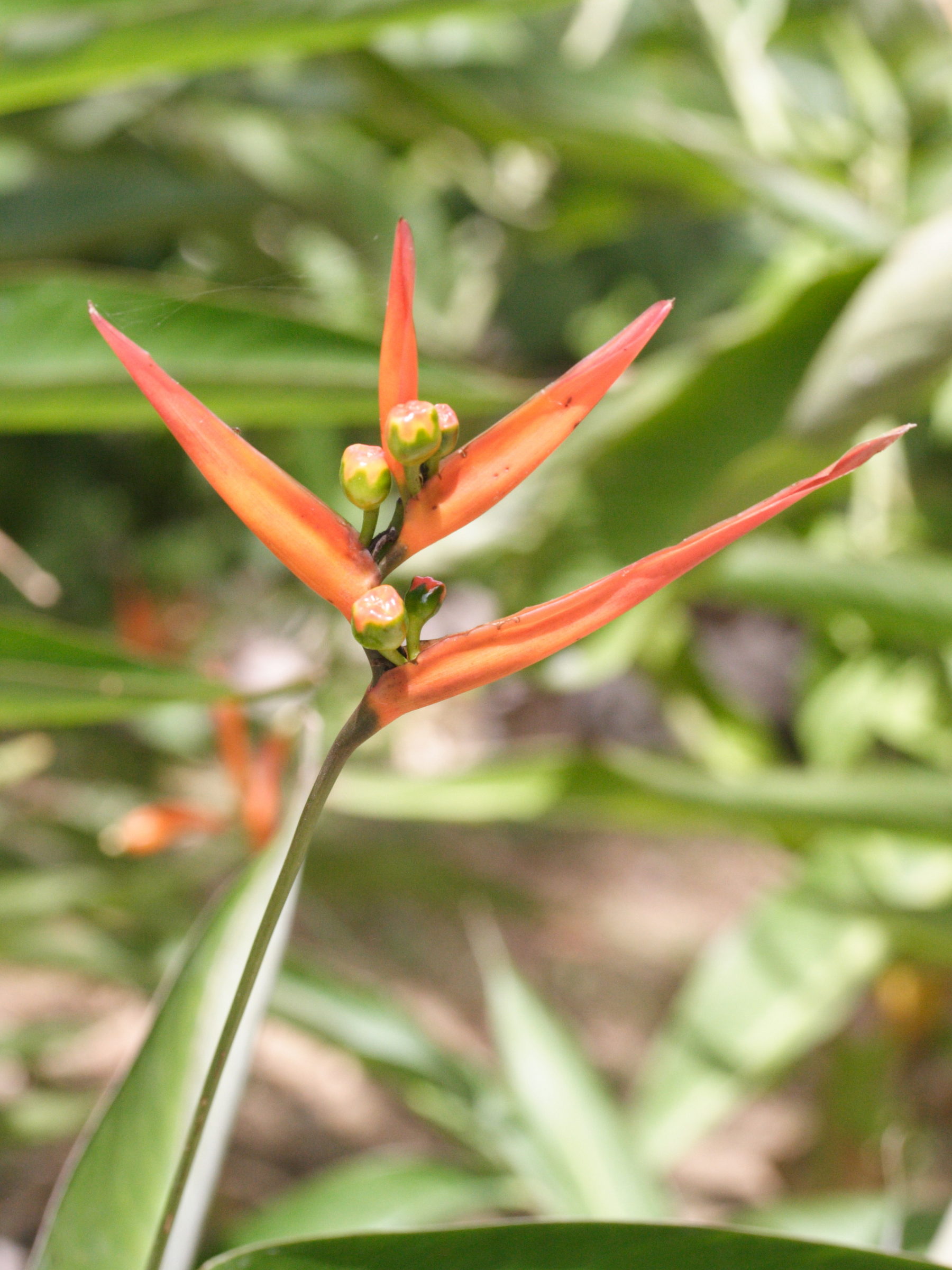 heliconia_acuminata2md