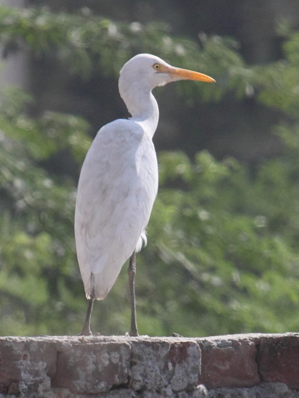 heron_gardeboeufs_-_bubulcus_ibis9bd