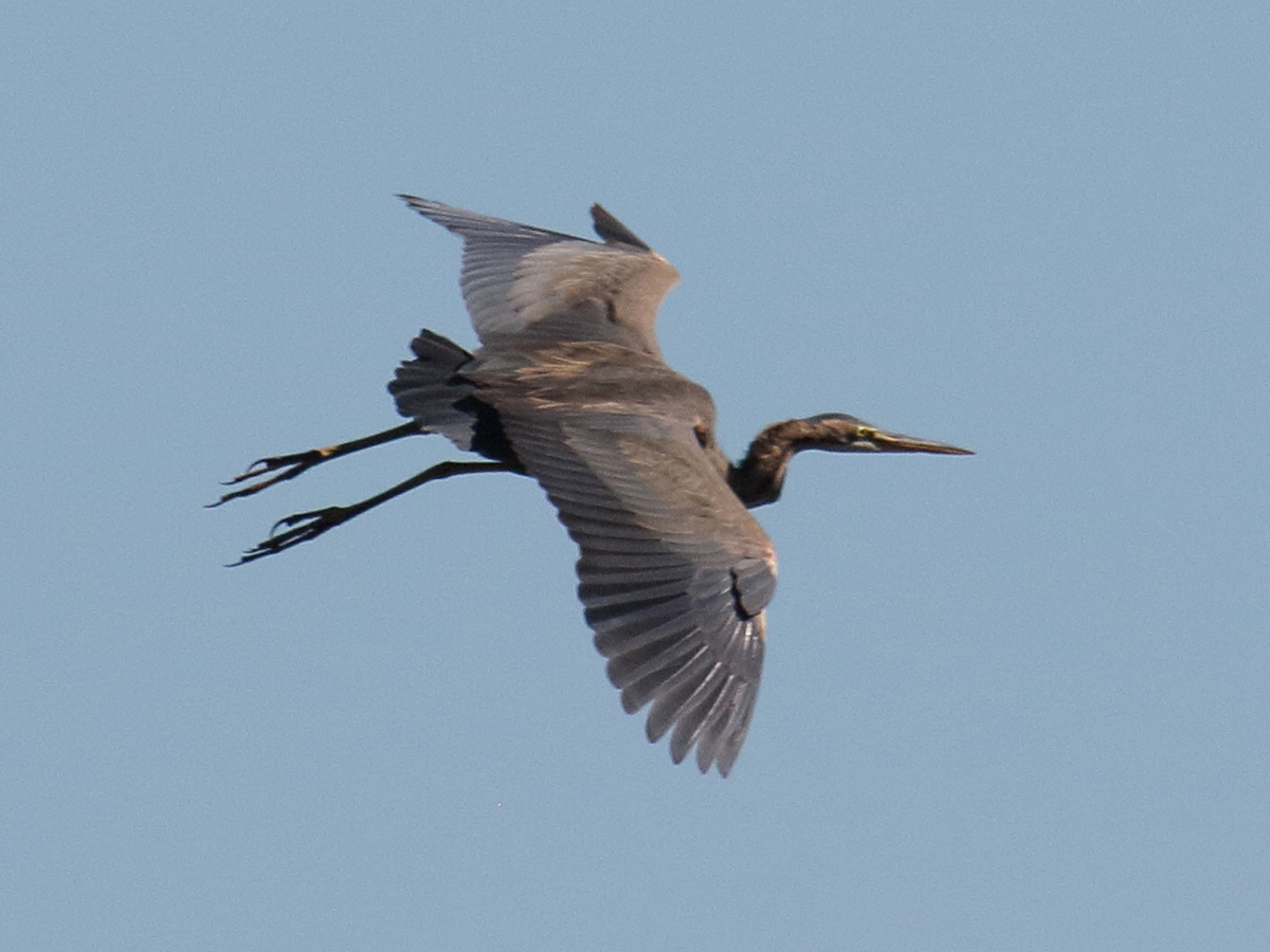 heron_pourpre_-_ardea_purpurea3bd