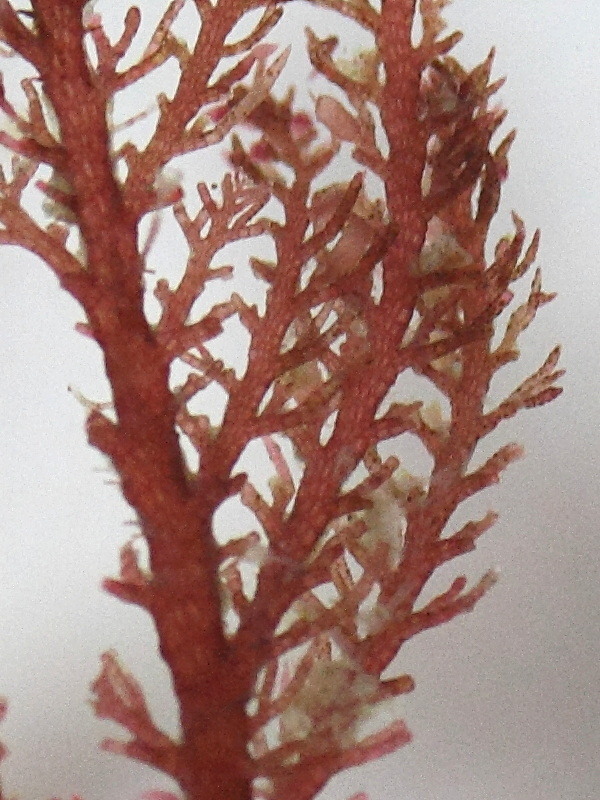 heterosiphonia_plumosa3md