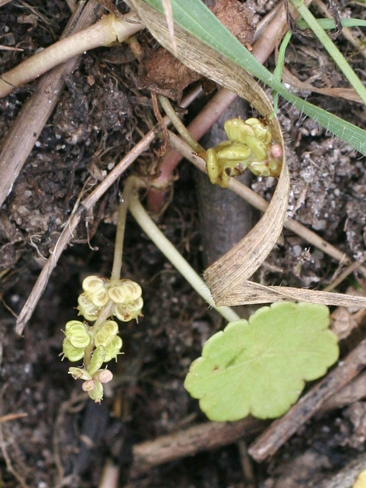 Afficher le média hydrocotyle_vulgaris5md hydrocotyle_vulgaris5md