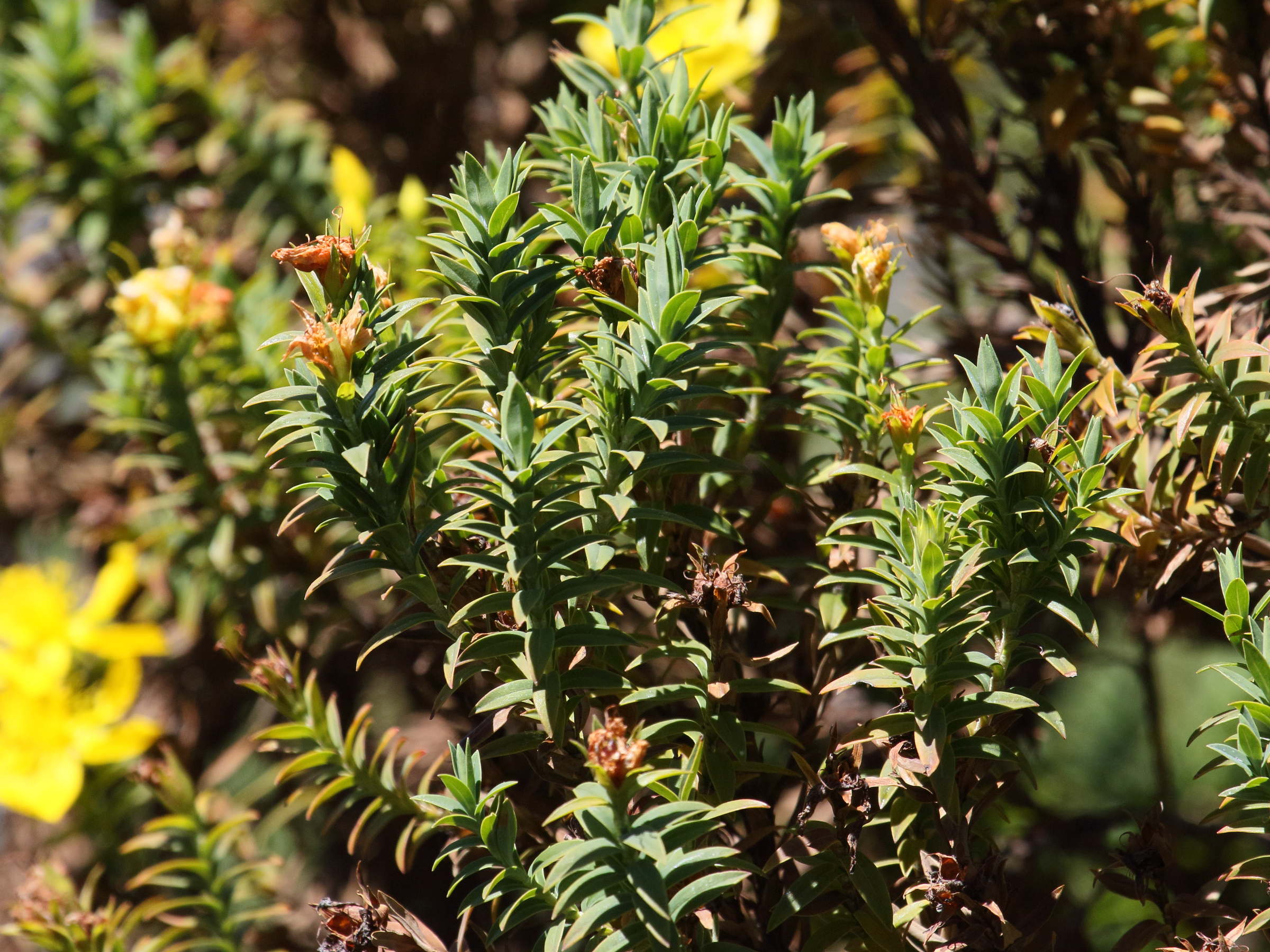 hypericum_irazuense1bd