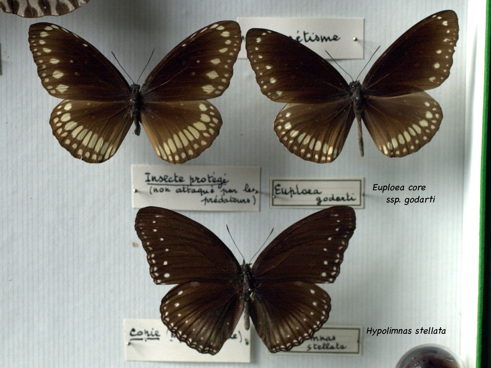 hypolimnas_stellata1md