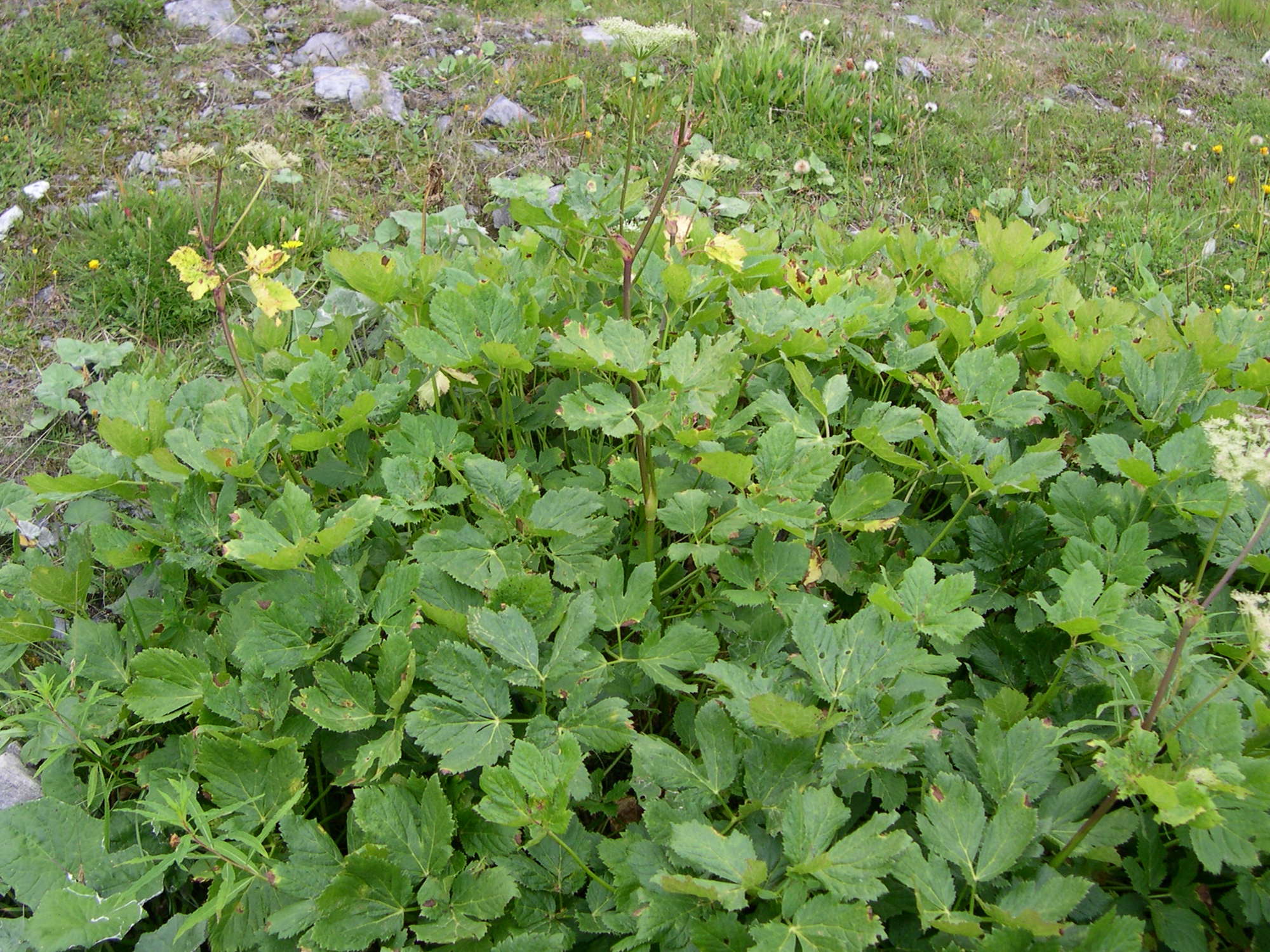 Imperatoria_ostruthium