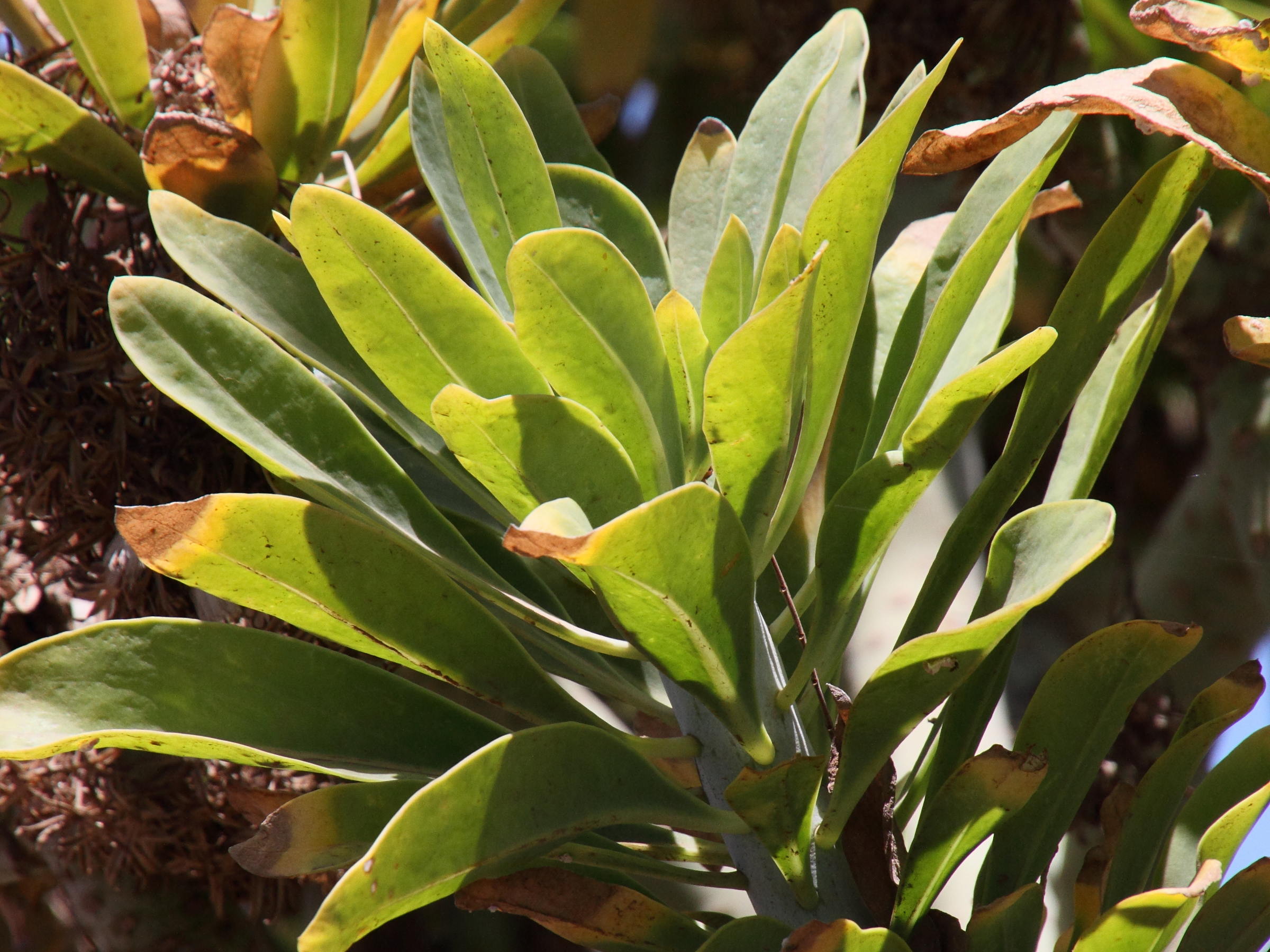 kleinia_neriifolia2md