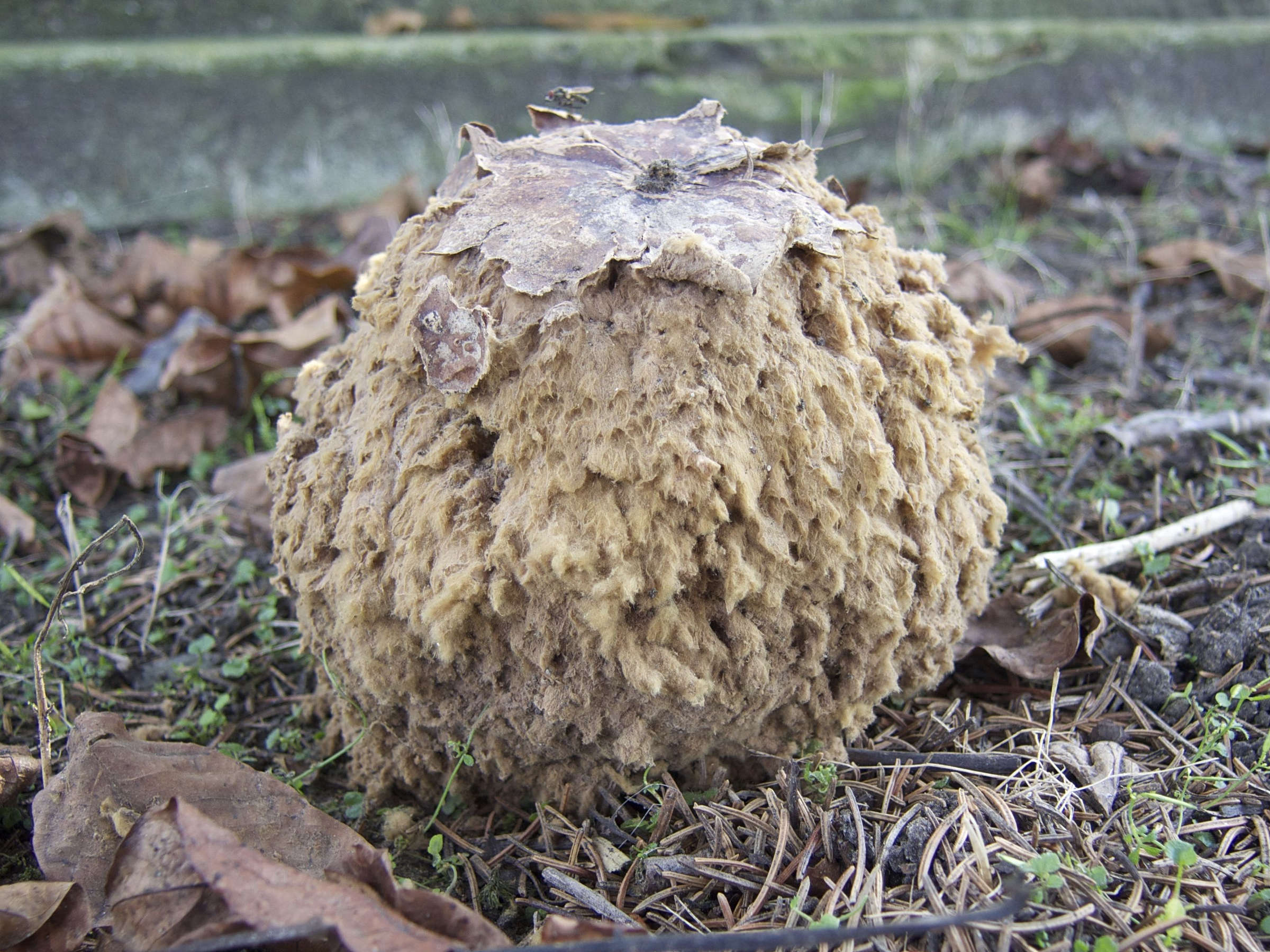 langermannia_gigantea3md