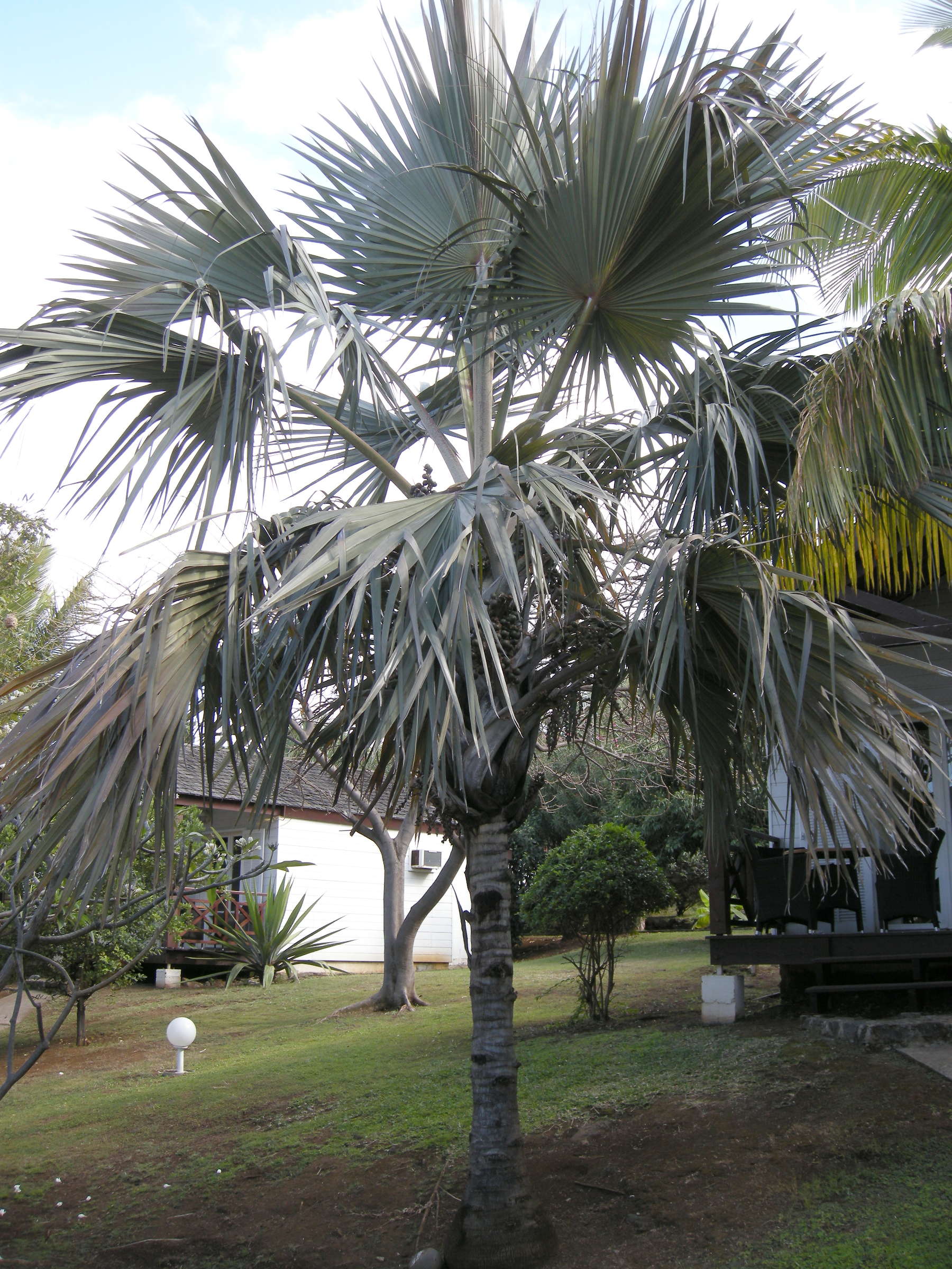 latania_lontaroides1md