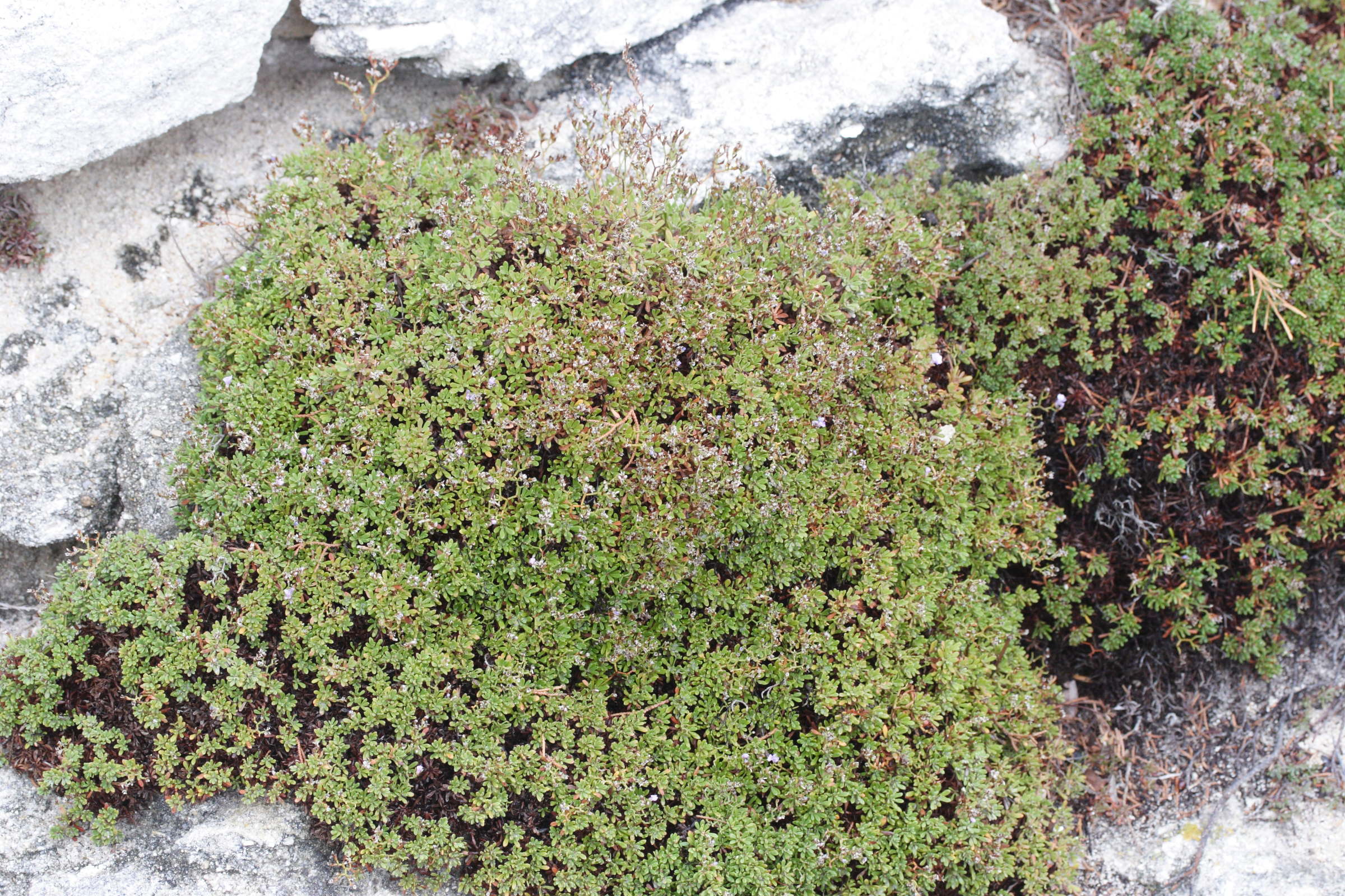 Afficher le média limonium_obtusifolium1md limonium_obtusifolium1md