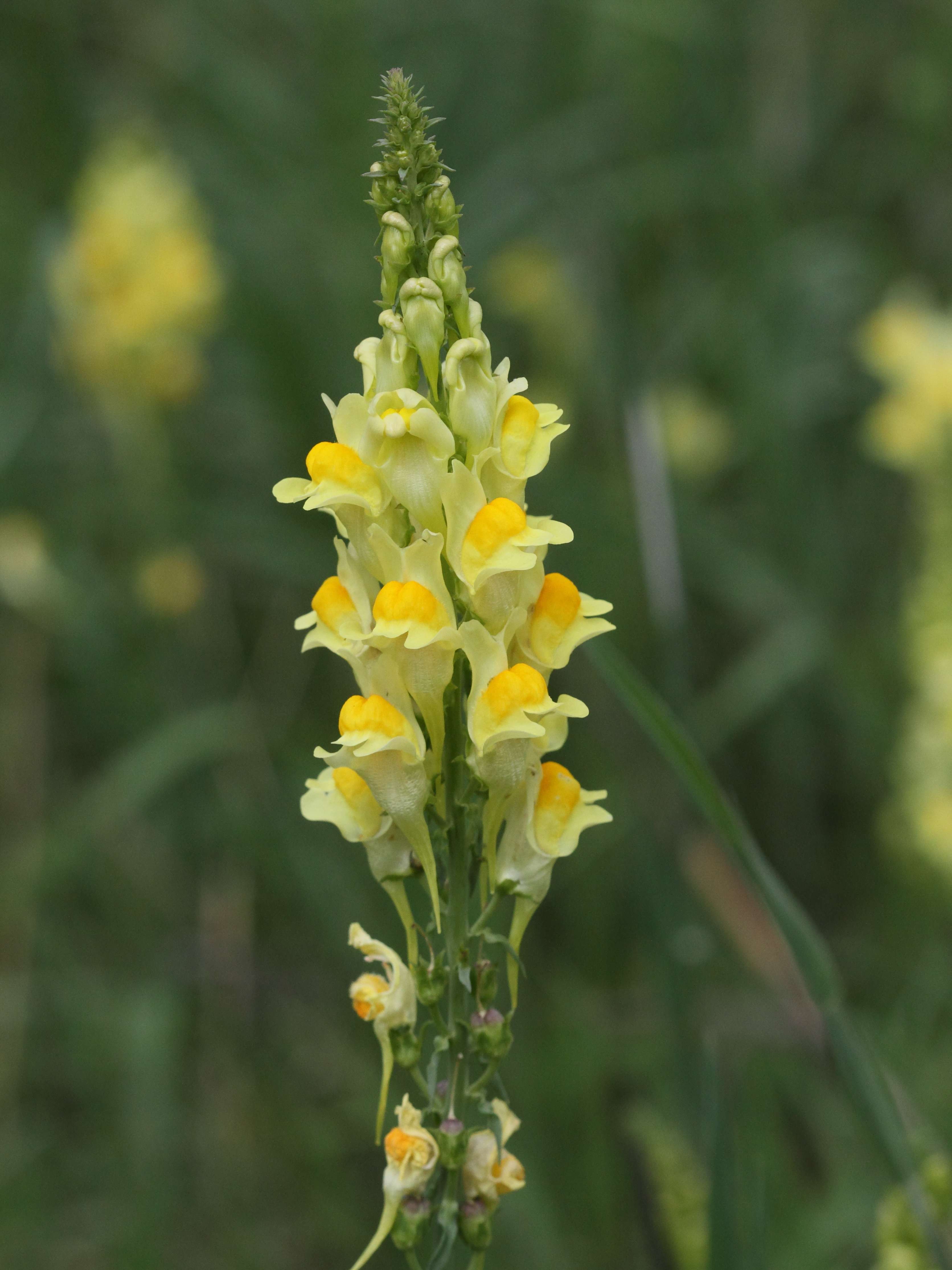 Afficher le média linaria_vulgaris2abd linaria_vulgaris2abd