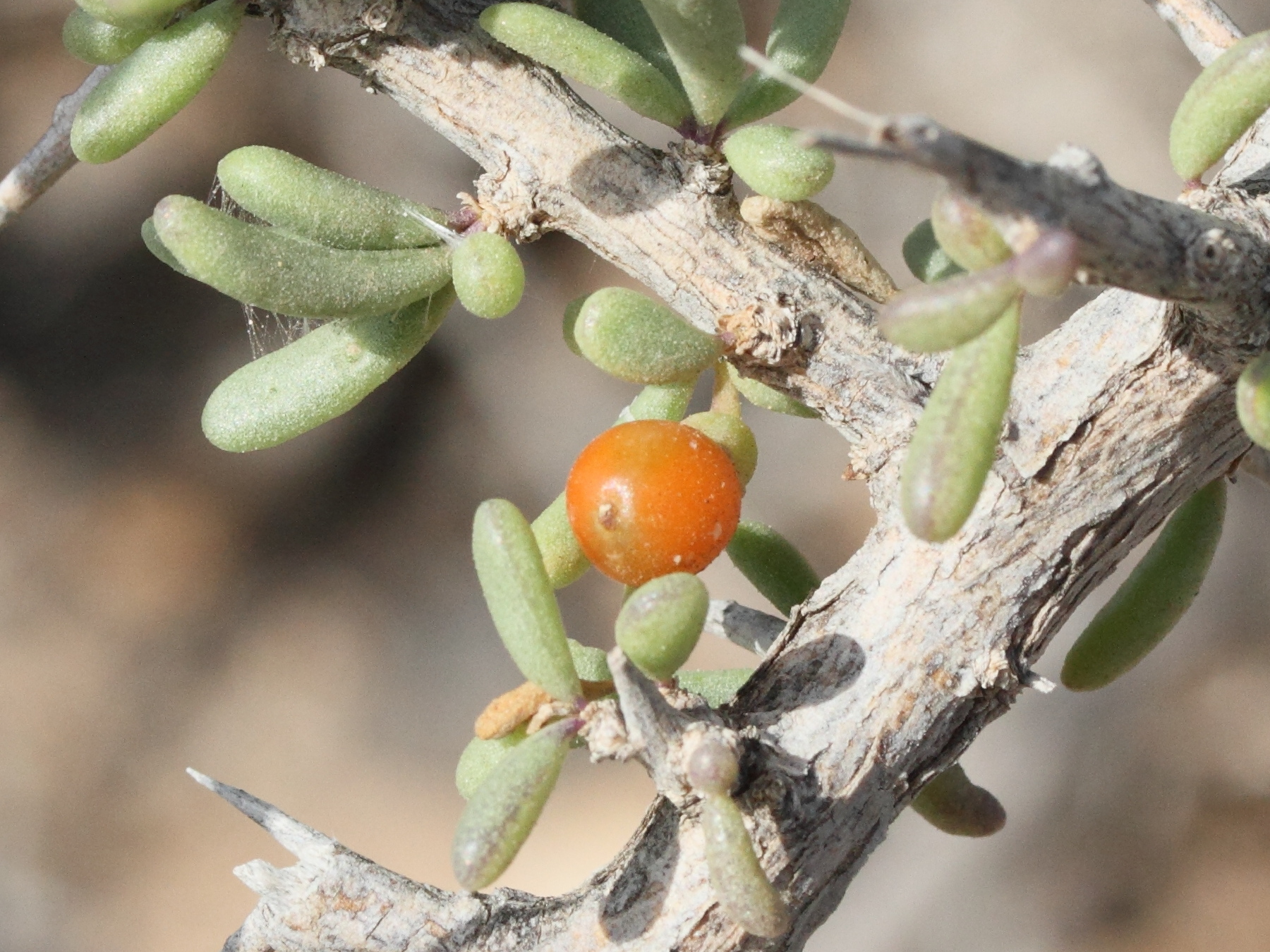 lycium_intricatum3md