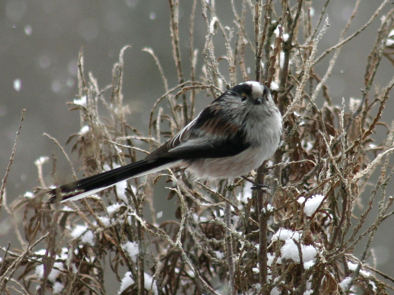Afficher le média mesange_a_longue_queue_-_aegithalos_caudatus7sd mesange_a_longue_queue_-_aegithalos_caudatus7sd