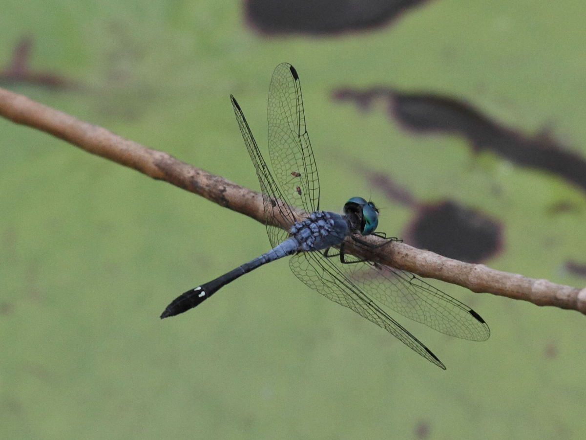 micrathyria_aequalis3bd