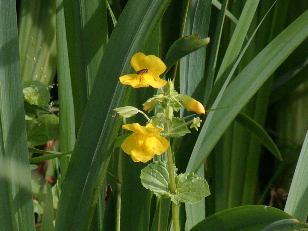 Afficher le média mimulus_guttatus2bd mimulus_guttatus2bd