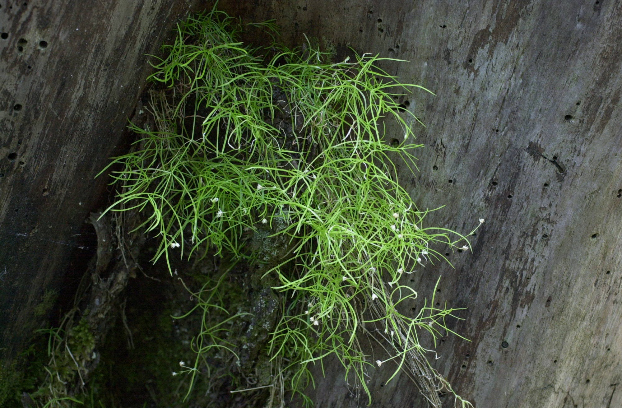 Afficher le média moehringia_muscosa1md moehringia_muscosa1md