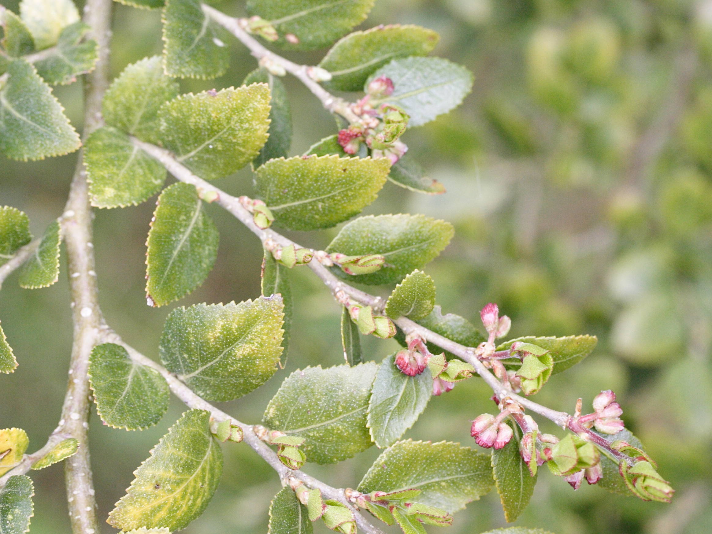 nothofagus_dombeyi2md