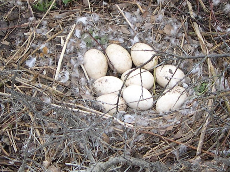 oie_cendree_-_anser_anser4md