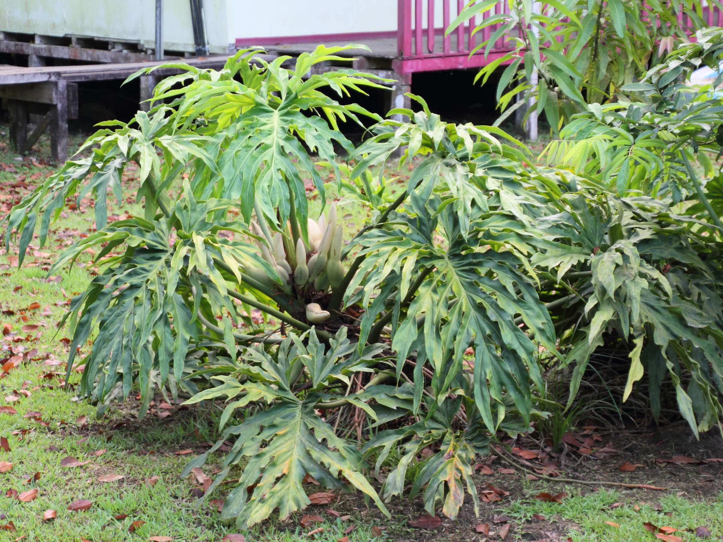 philodendron_radiatum1md