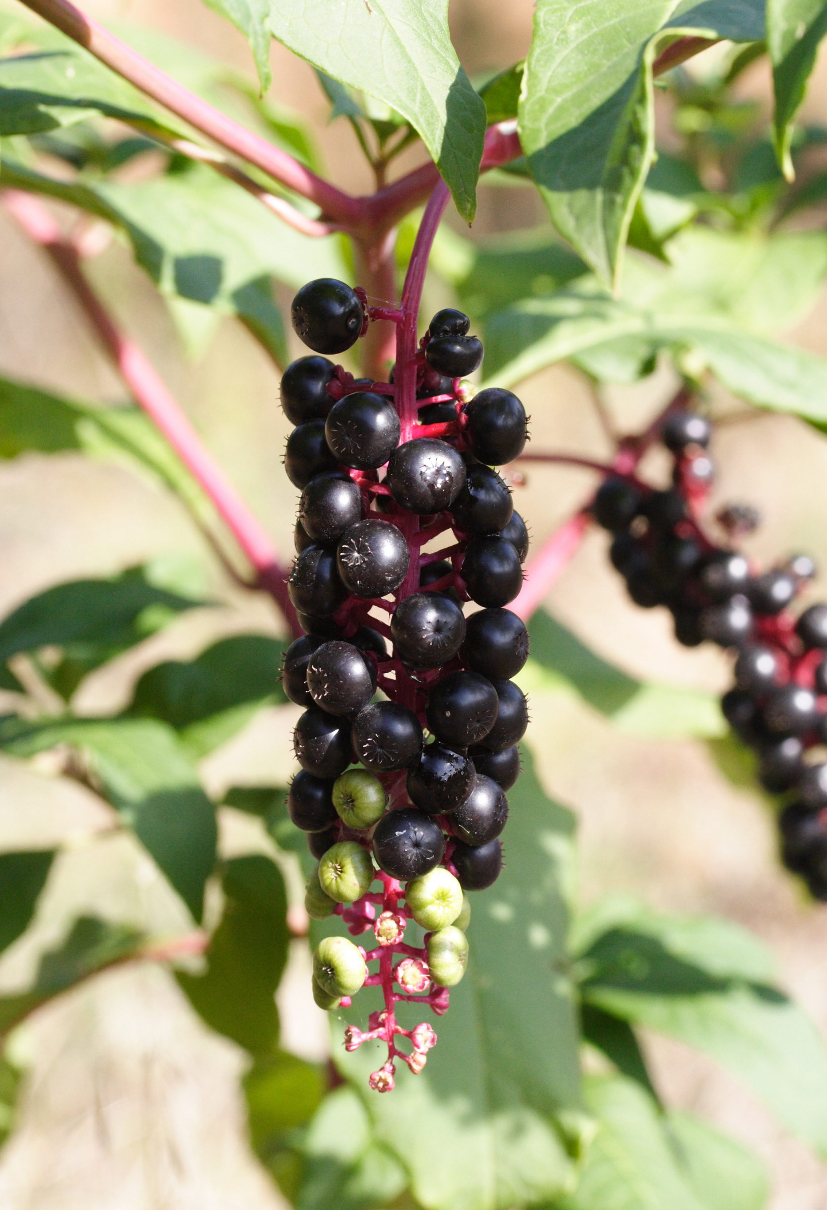 phytolacca_americana5md