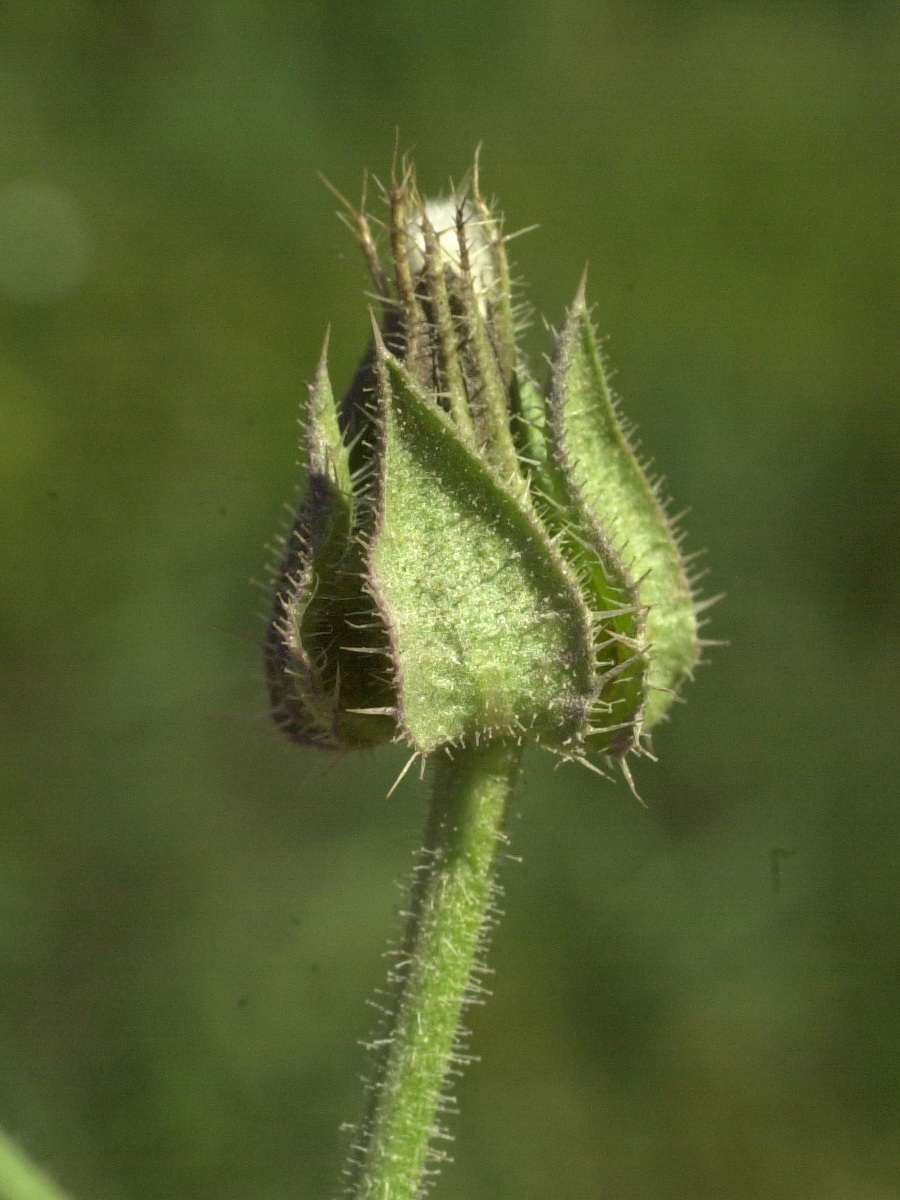 Afficher le média picris_echioides4md picris_echioides4md