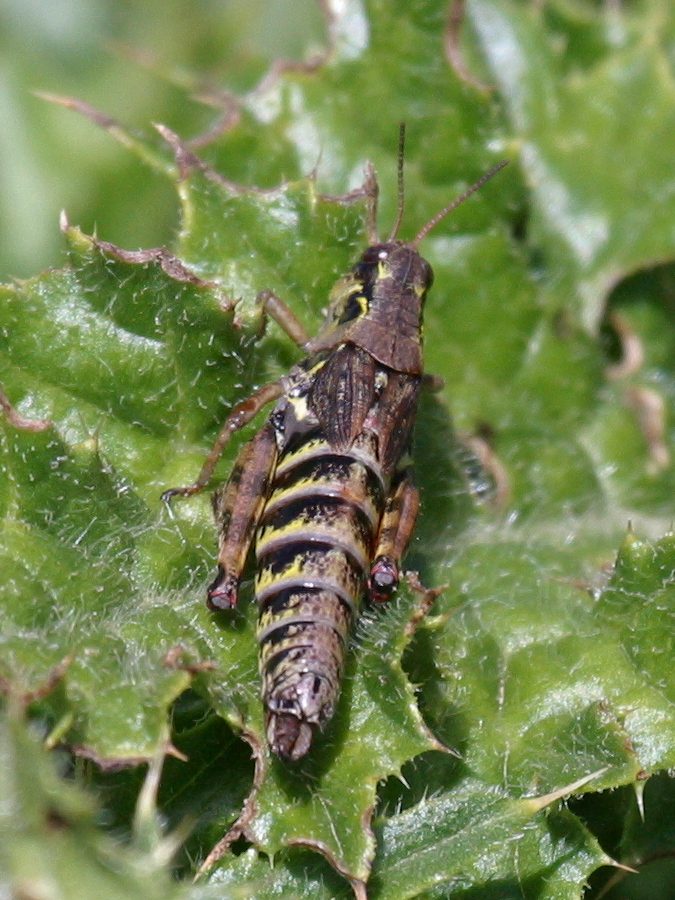 podisma_pedestris2bd