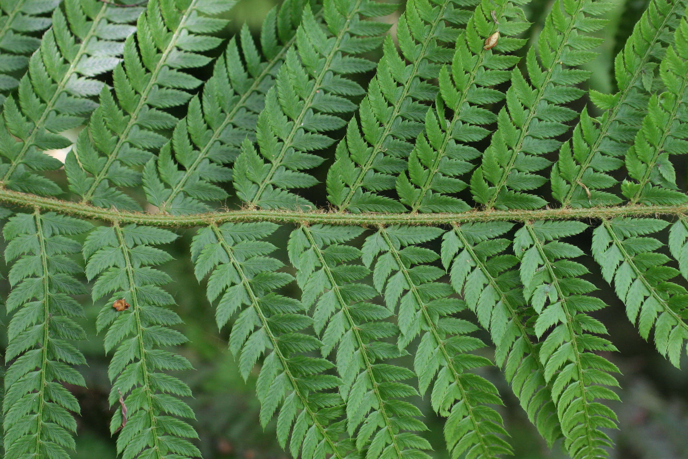 Afficher le média polystichum_x_bicknellii3md polystichum_x_bicknellii3md