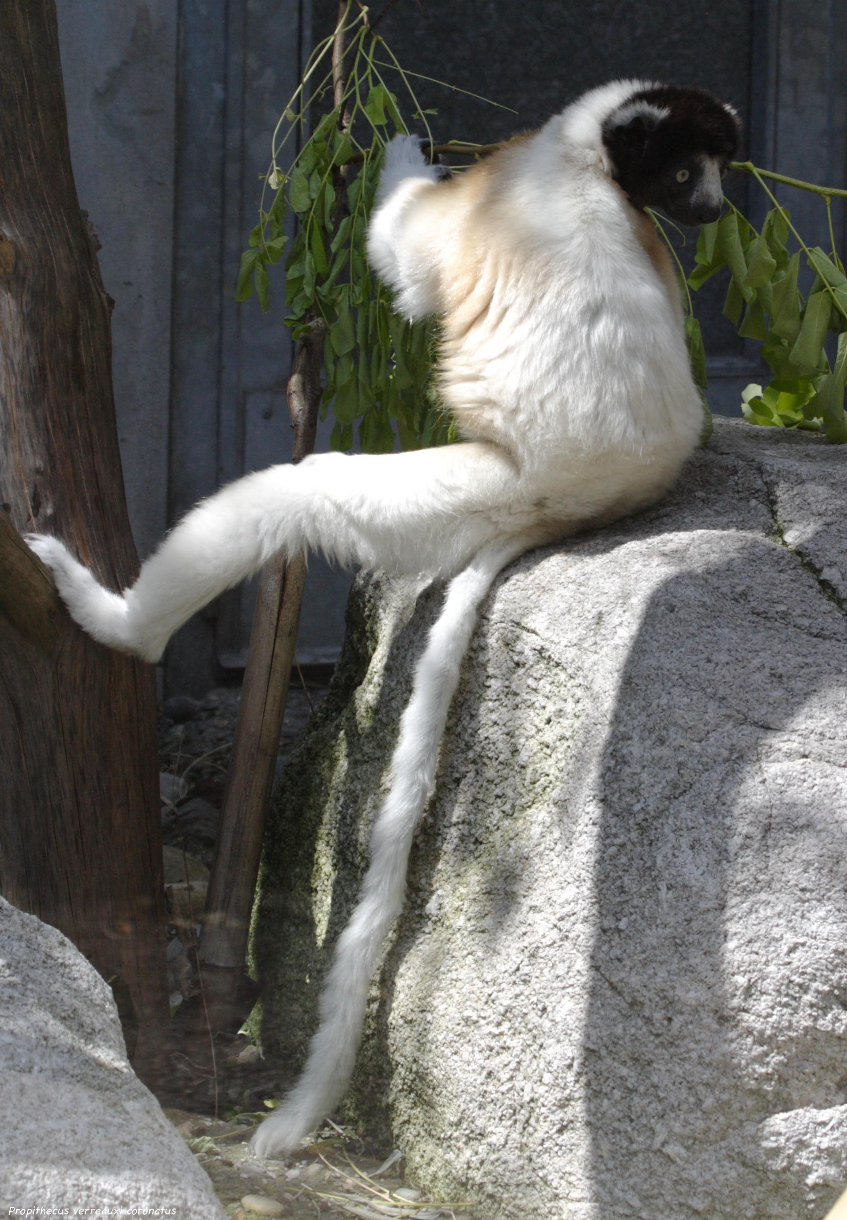 propithecus_coronatus5bd