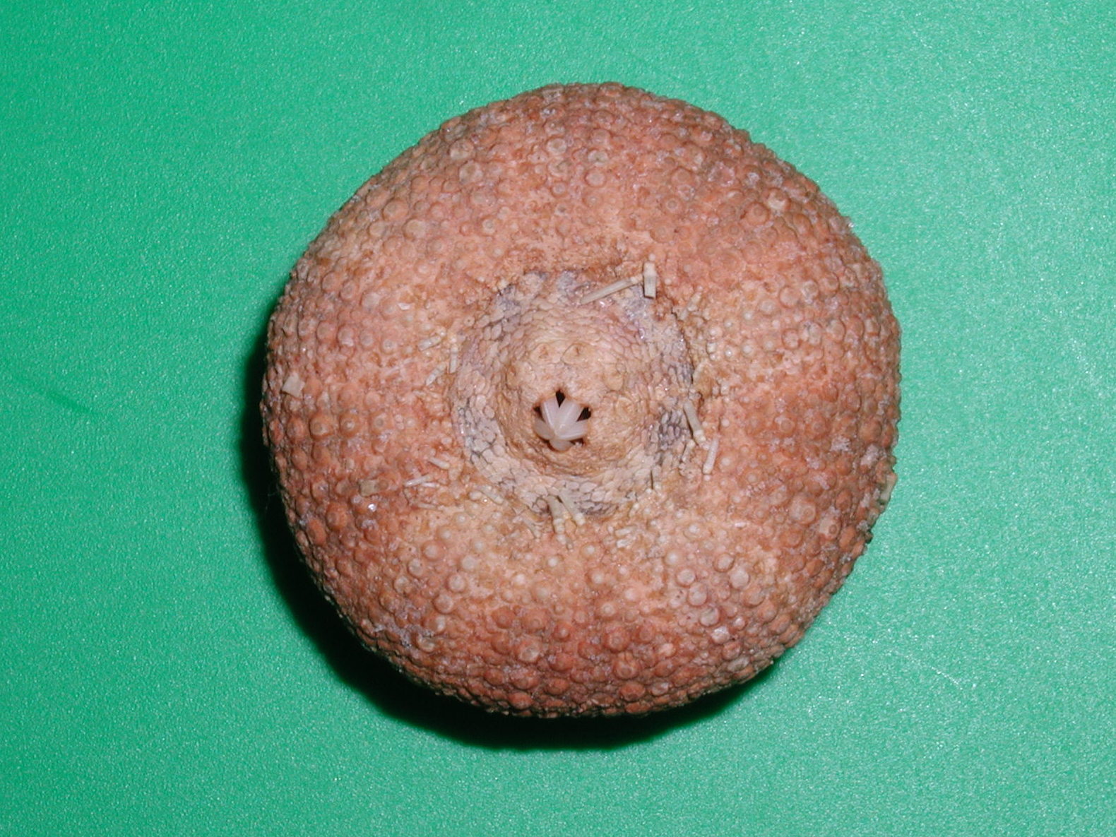 Afficher le média psammechinus_miliaris2md psammechinus_miliaris2md