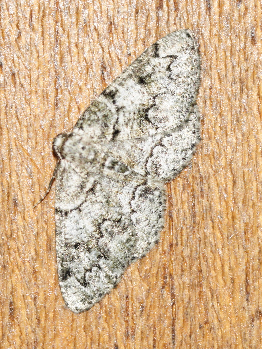 pseudoterpna_coronillaria2md