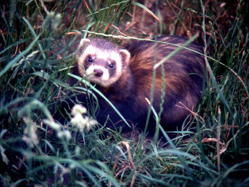 putorius_putorius1md