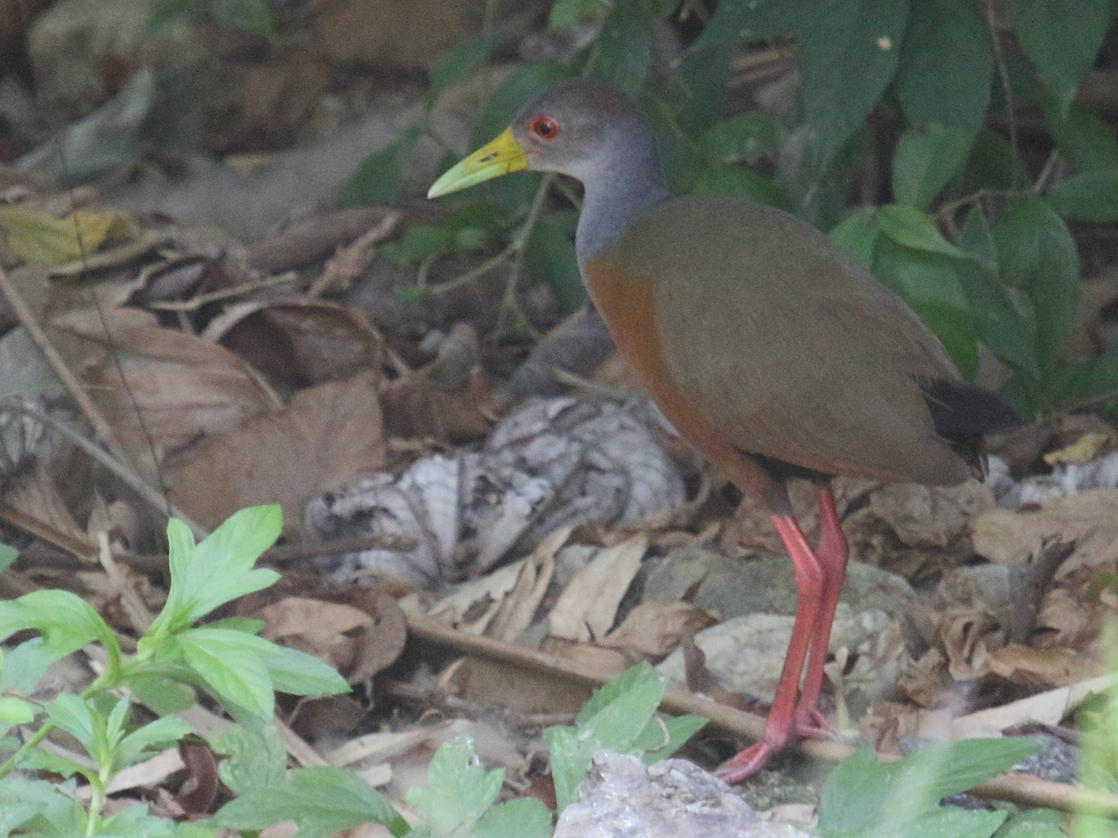 rale_de_cayenne_-_aramides_cajeanus2bd