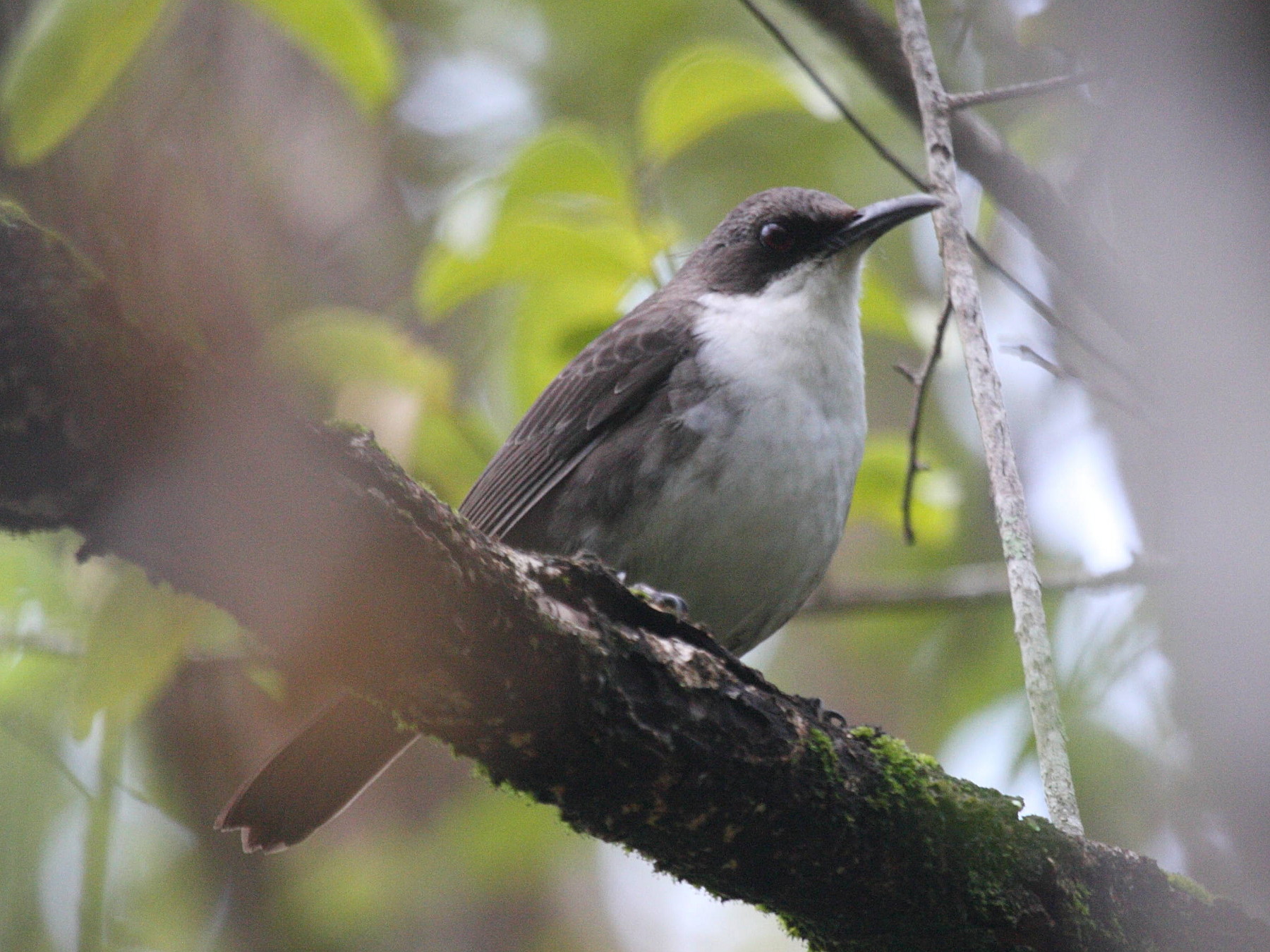 Ramphocinclus_brachyurus
