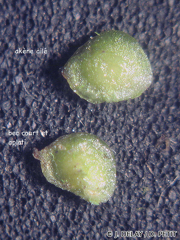 ranunculus_baudotii7dp