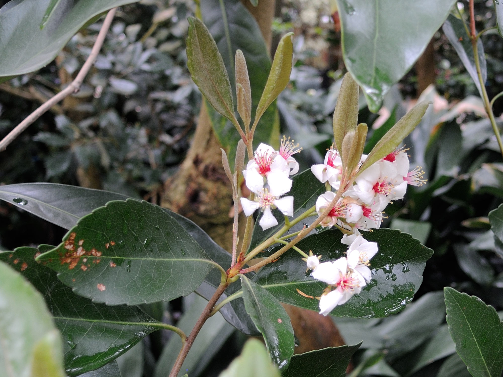 rhaphiolepis_indica2md