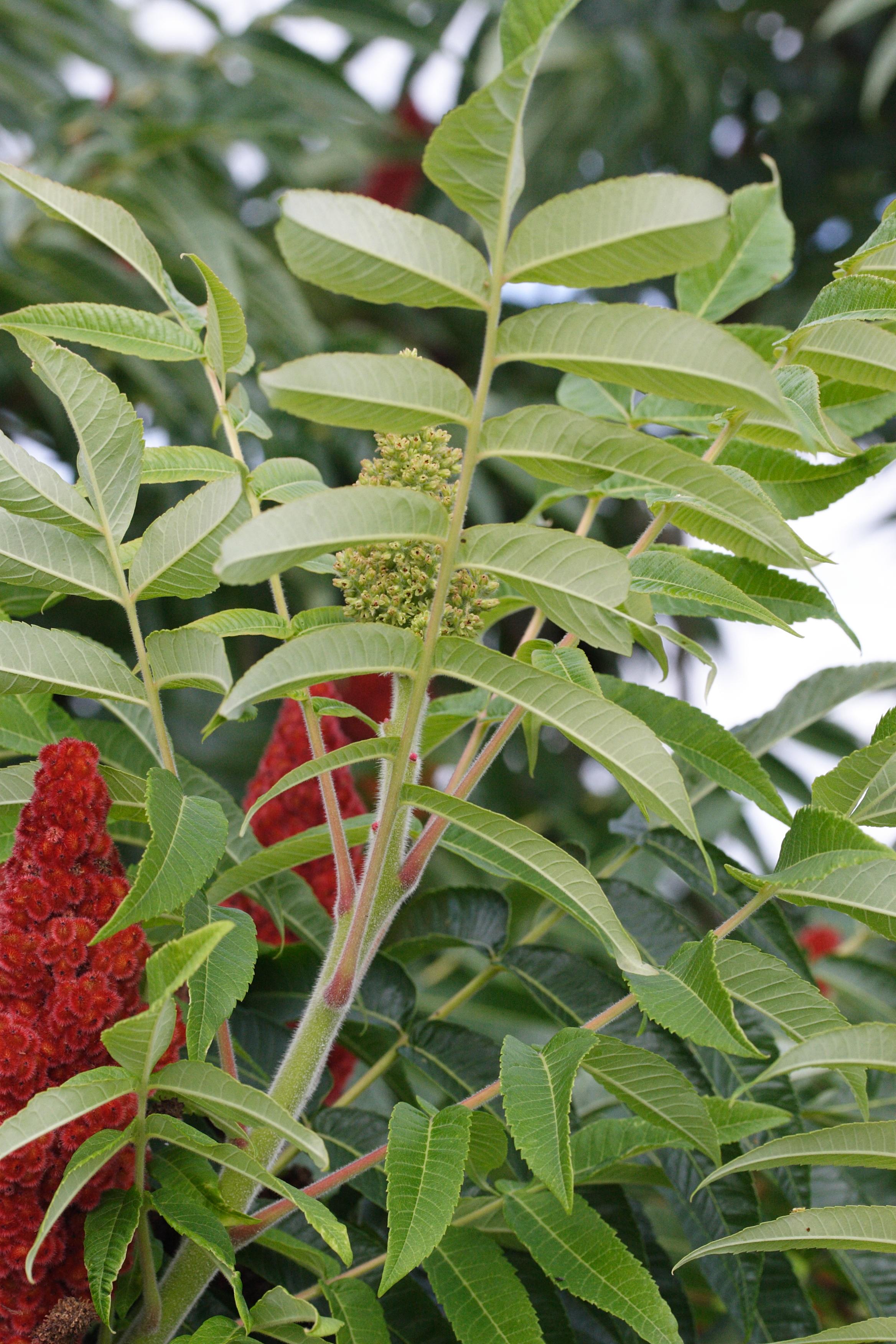 rhus_typhina7md