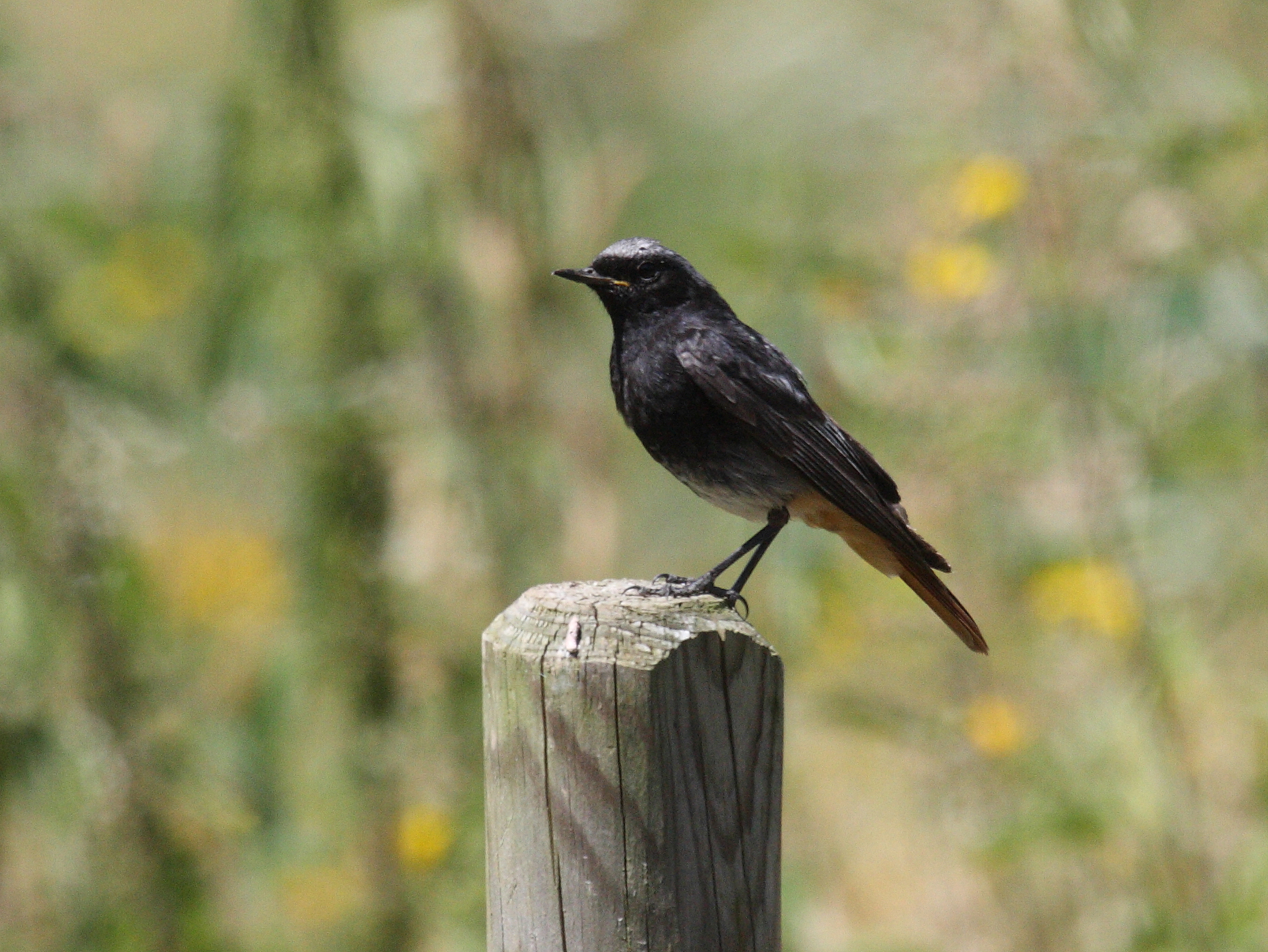 rougequeue_noir_-_phoenicurus_ochruros1bd