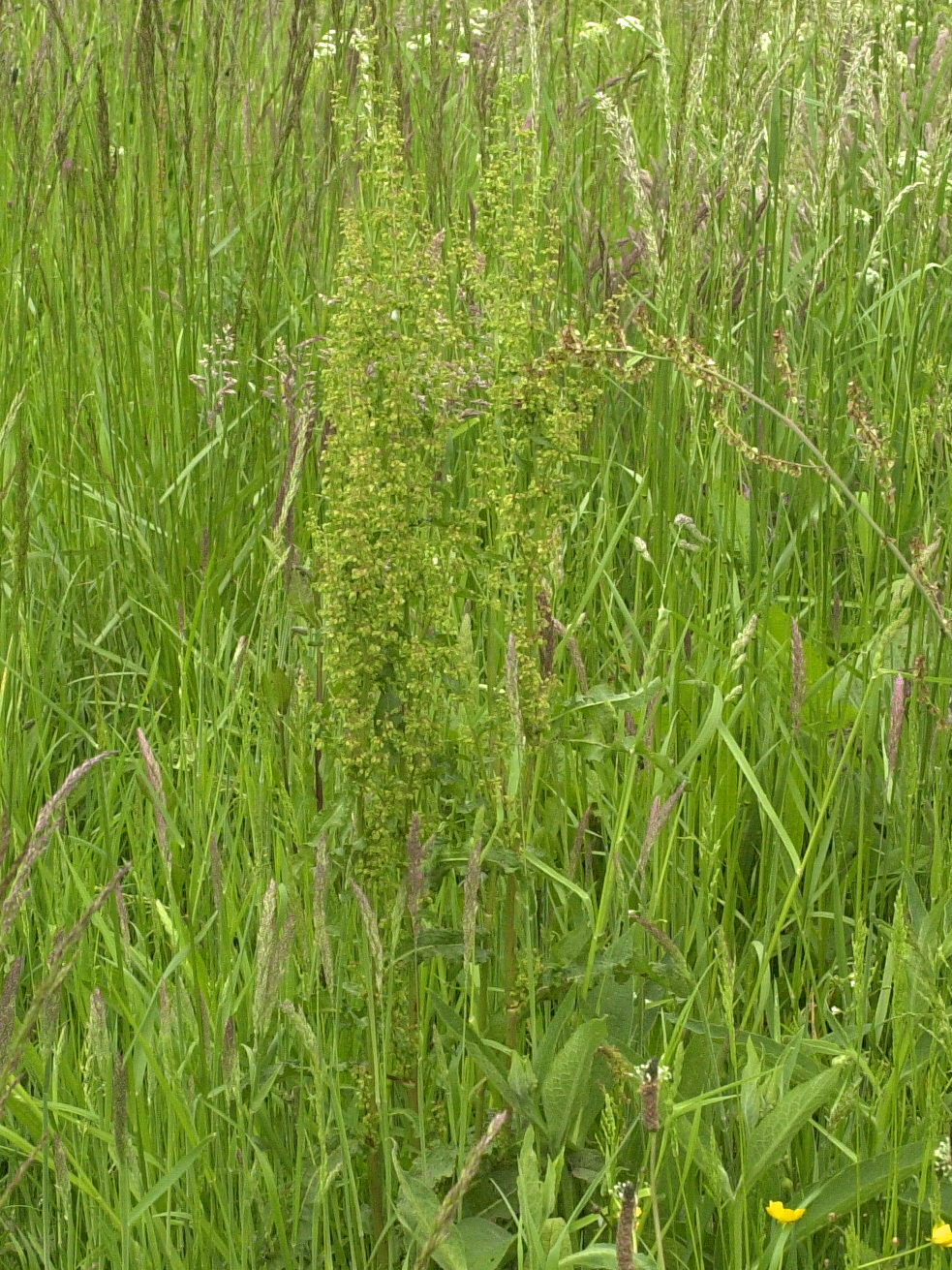 rumex_thyrsiflorus1md