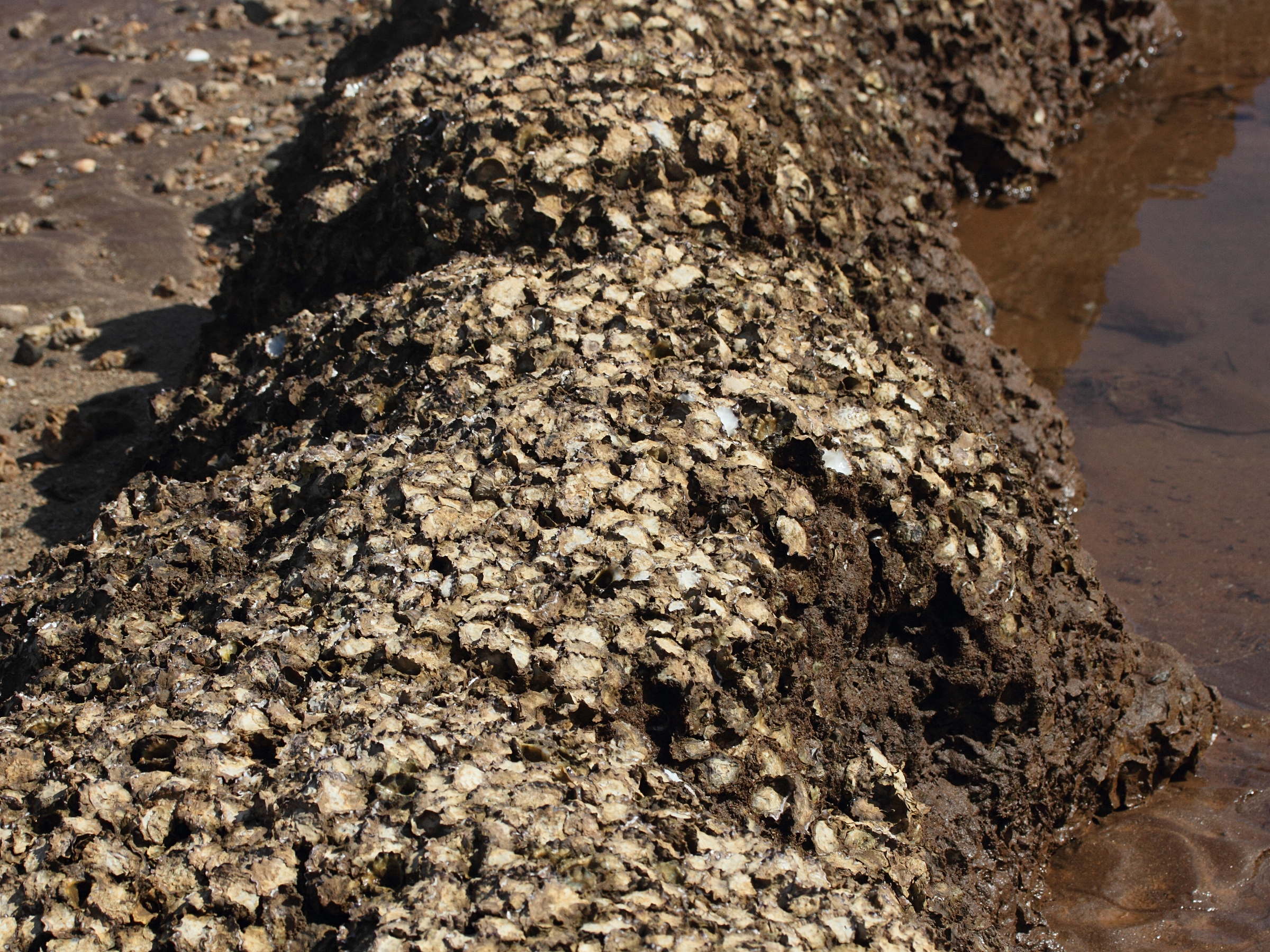 saccostrea_cucullata4md