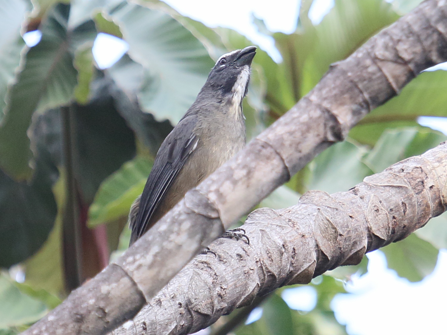 Saltator_coerulescens