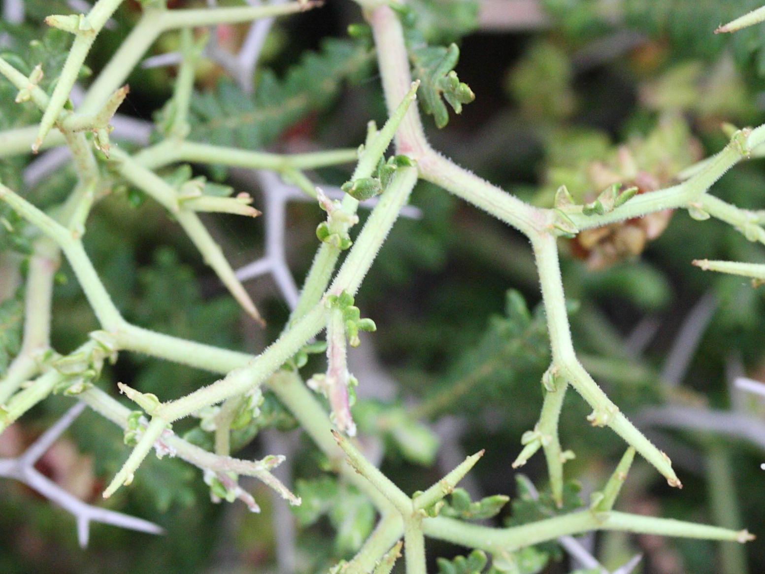 sarcopoterium_spinosum5md