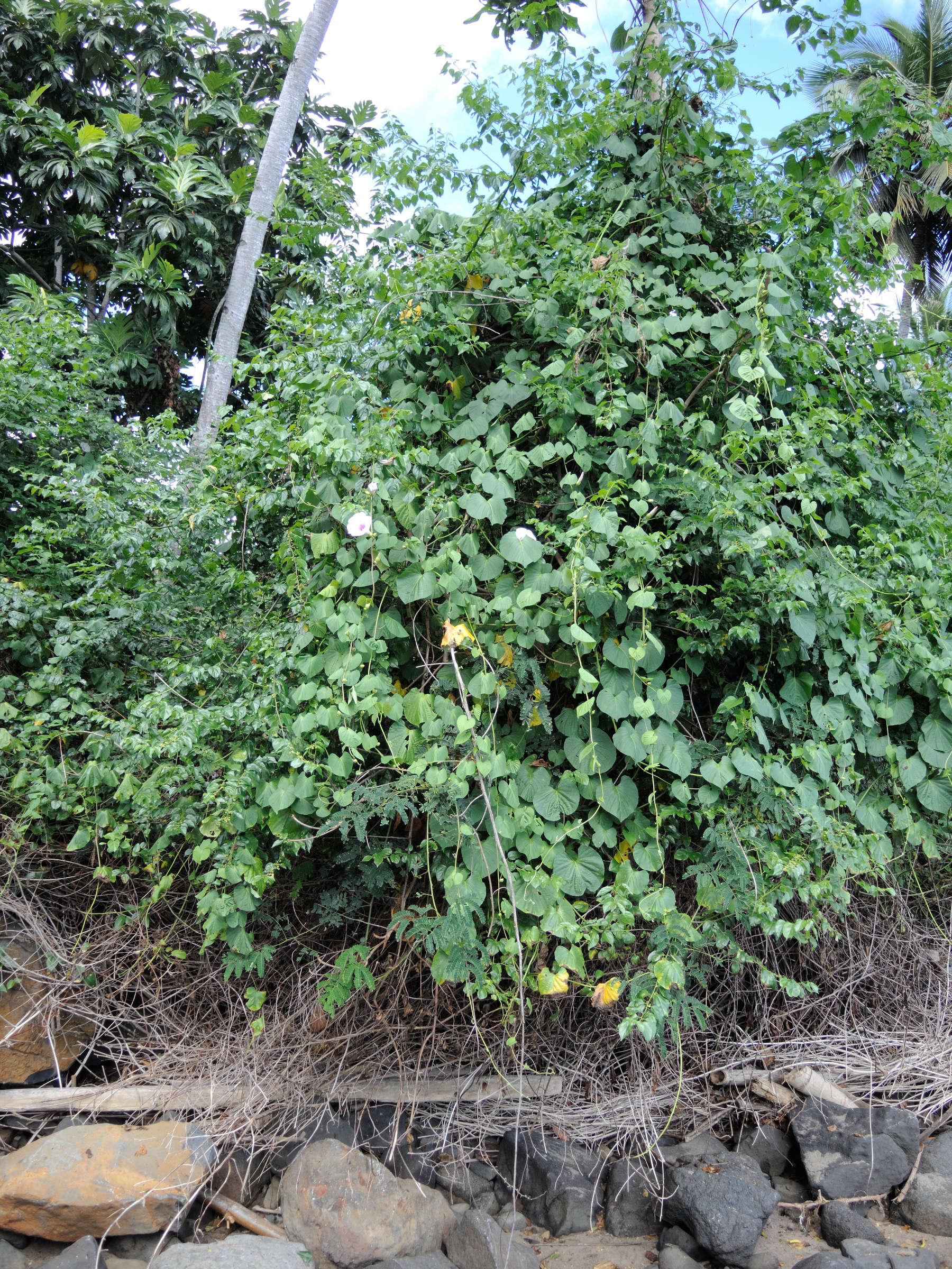 stictocardia_tiliifolia1md