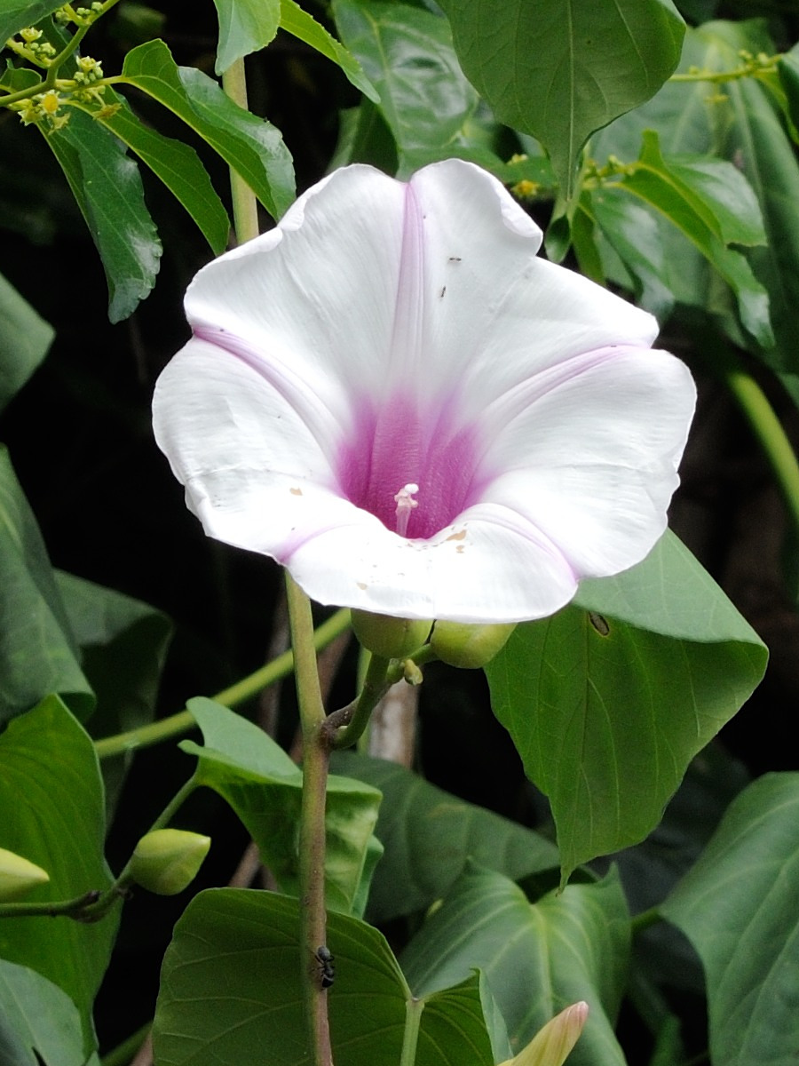 stictocardia_tiliifolia3md