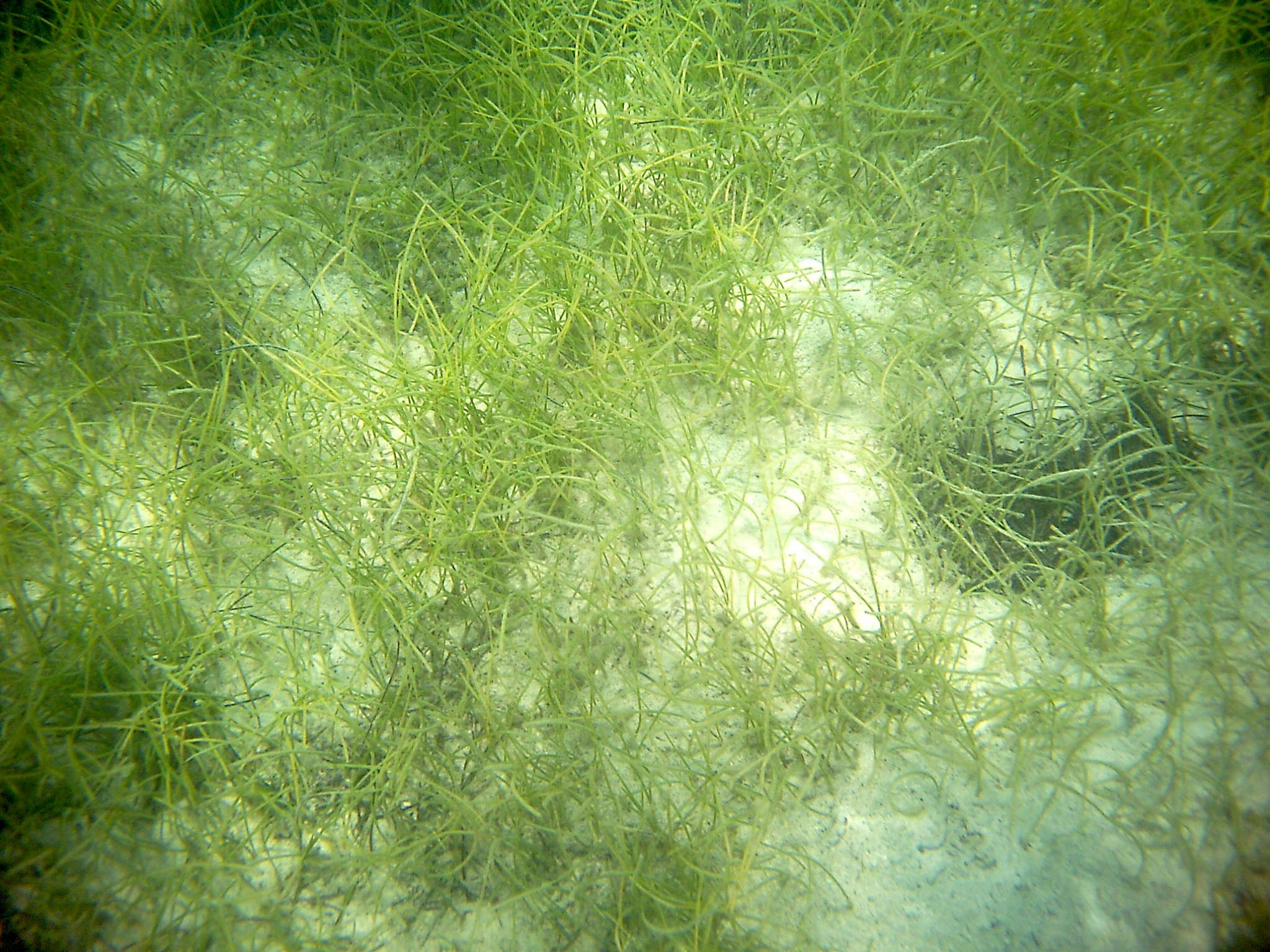 syringodium_filiforme3bd