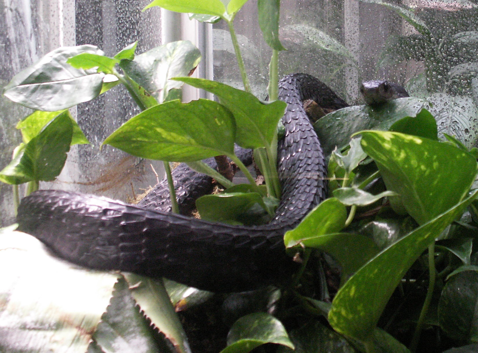 thrasops_flavigularis3md